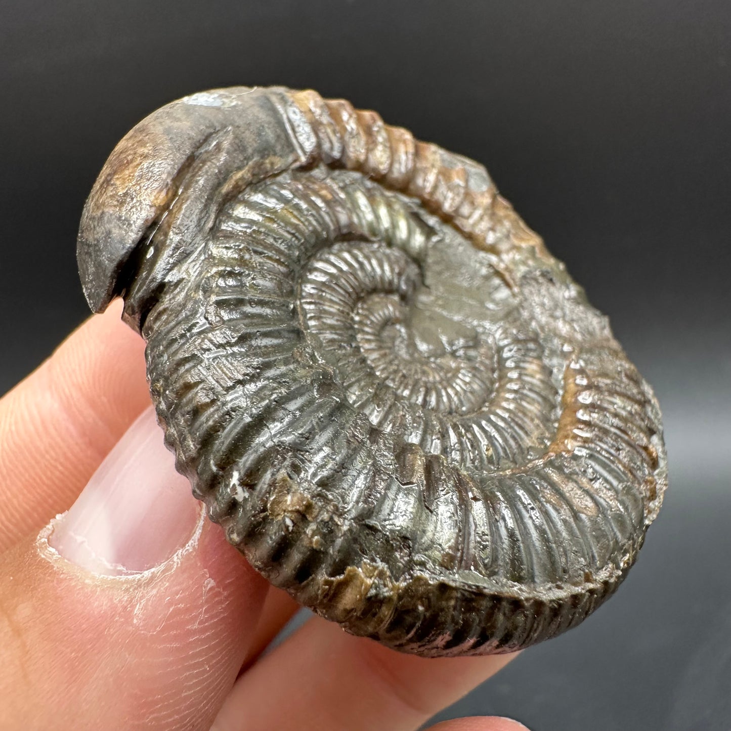 Snakestone Ammonite Fossil With Bag/Box And Stand - Whitby, North Yorkshire Jurassic Coast Yorkshire Fossils