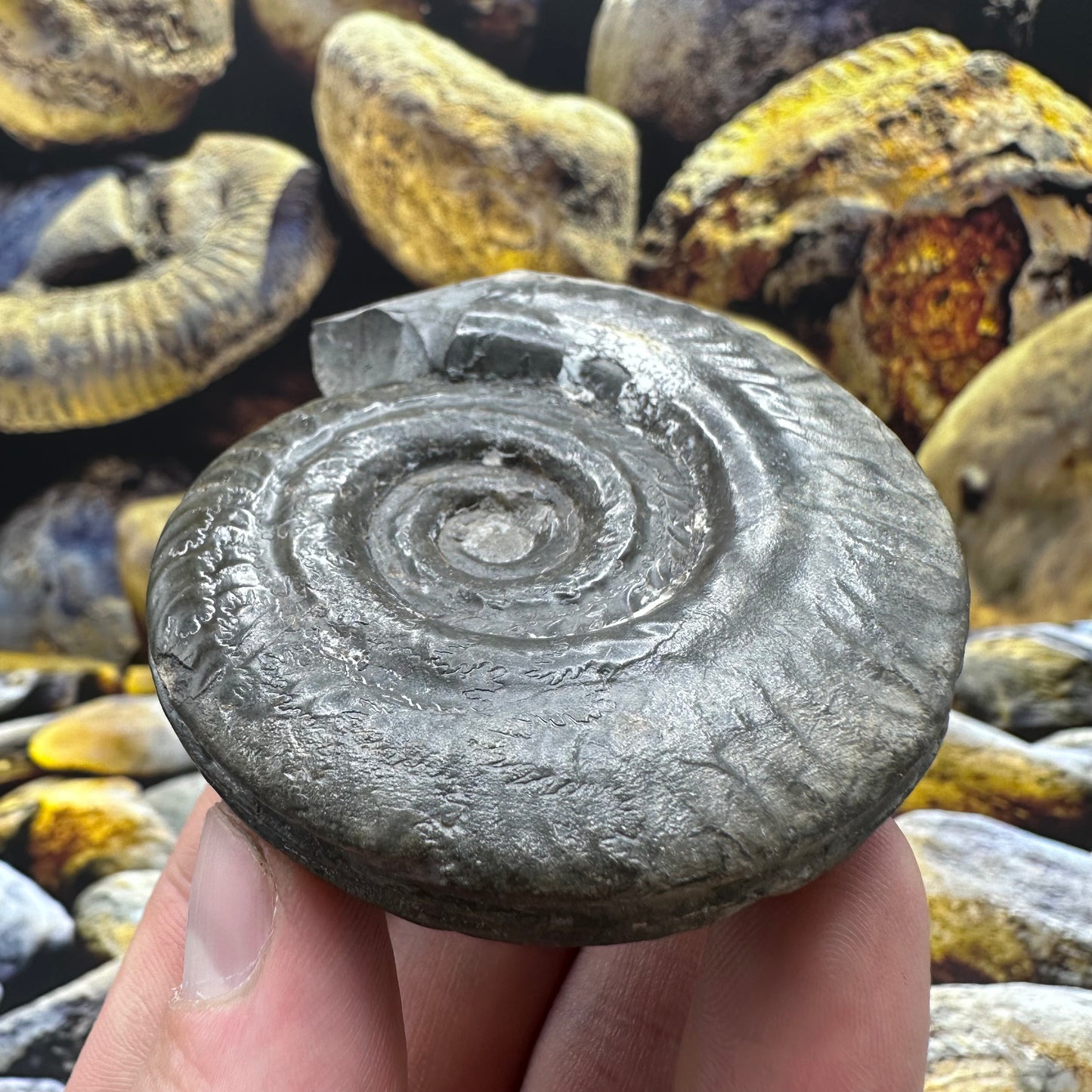 Hildoceras lusitanicum ammonite fossil - Whitby, North Yorkshire Jurassic Coast, Yorkshire Fossils