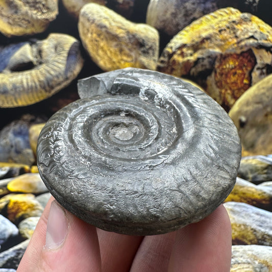 Hildoceras lusitanicum ammonite fossil - Whitby, North Yorkshire Jurassic Coast, Yorkshire Fossils