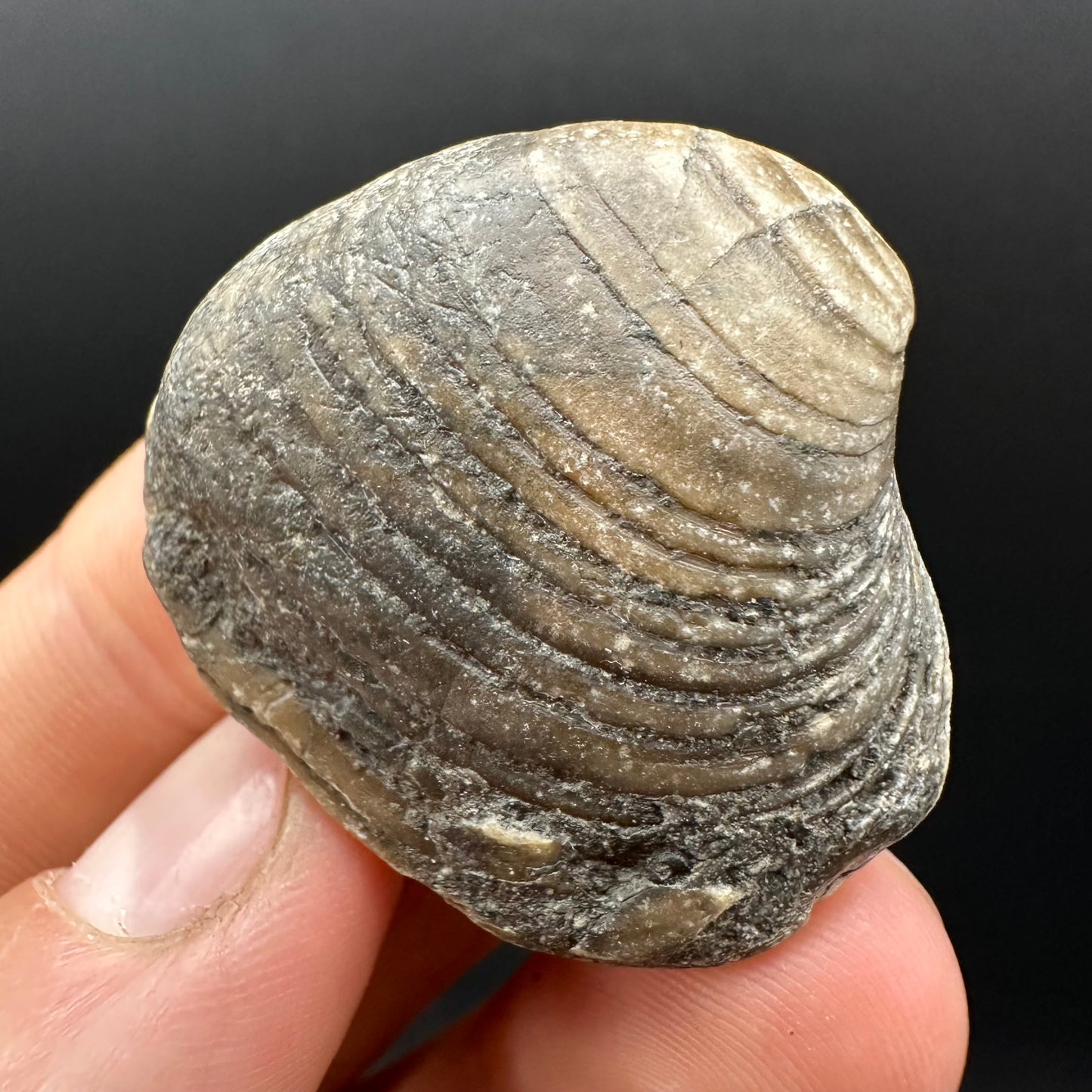 Shell fossil with box and stand - Whitby, North Yorkshire, Jurassic Coast, Yorkshire Fossils