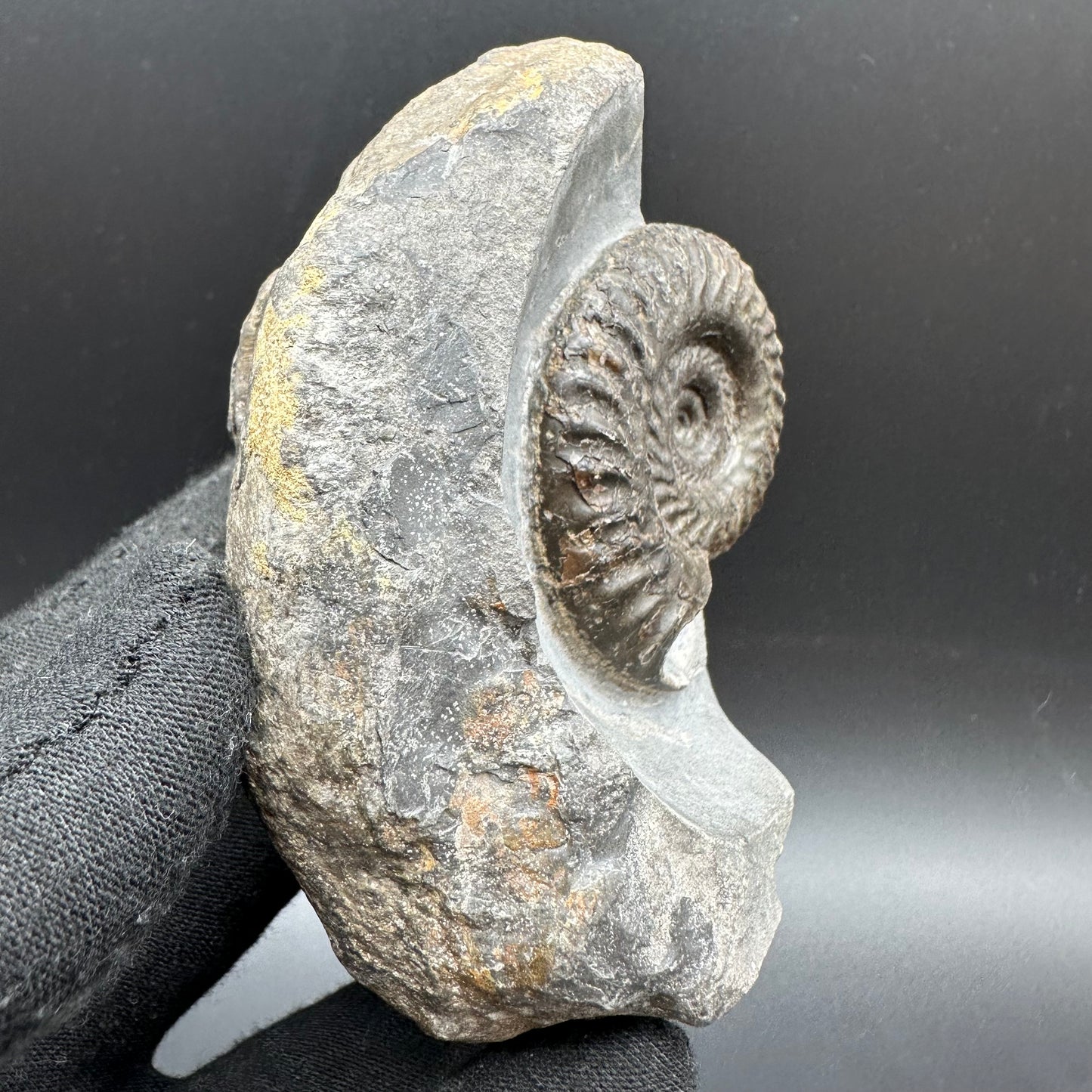 Hildoceras lusitanicum Ammonite fossil with box and stand - Whitby, North Yorkshire, Jurassic Coast, Yorkshire Fossils from the Jurassic Coast