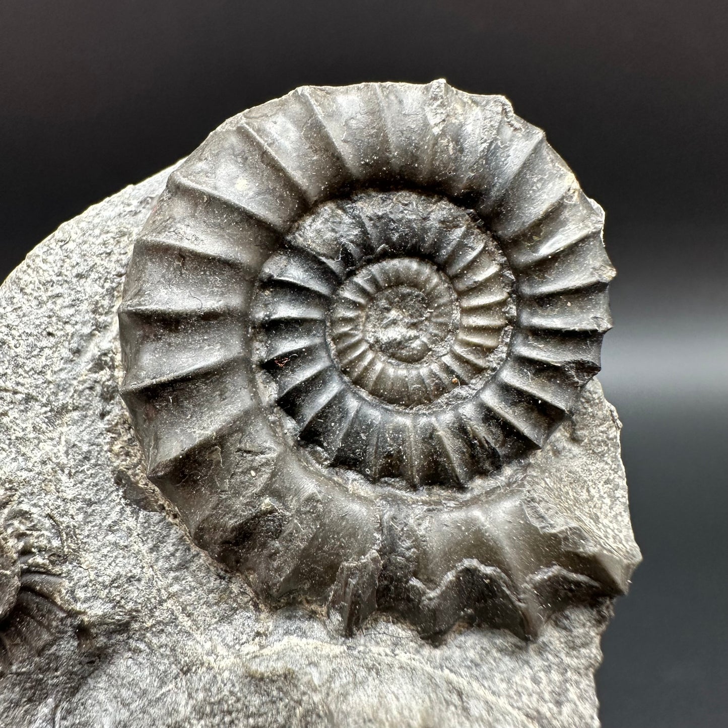 Arnioceras ammonite shell fossil with box and stand - Whitby, North Yorkshire Jurassic Coast Yorkshire Fossils