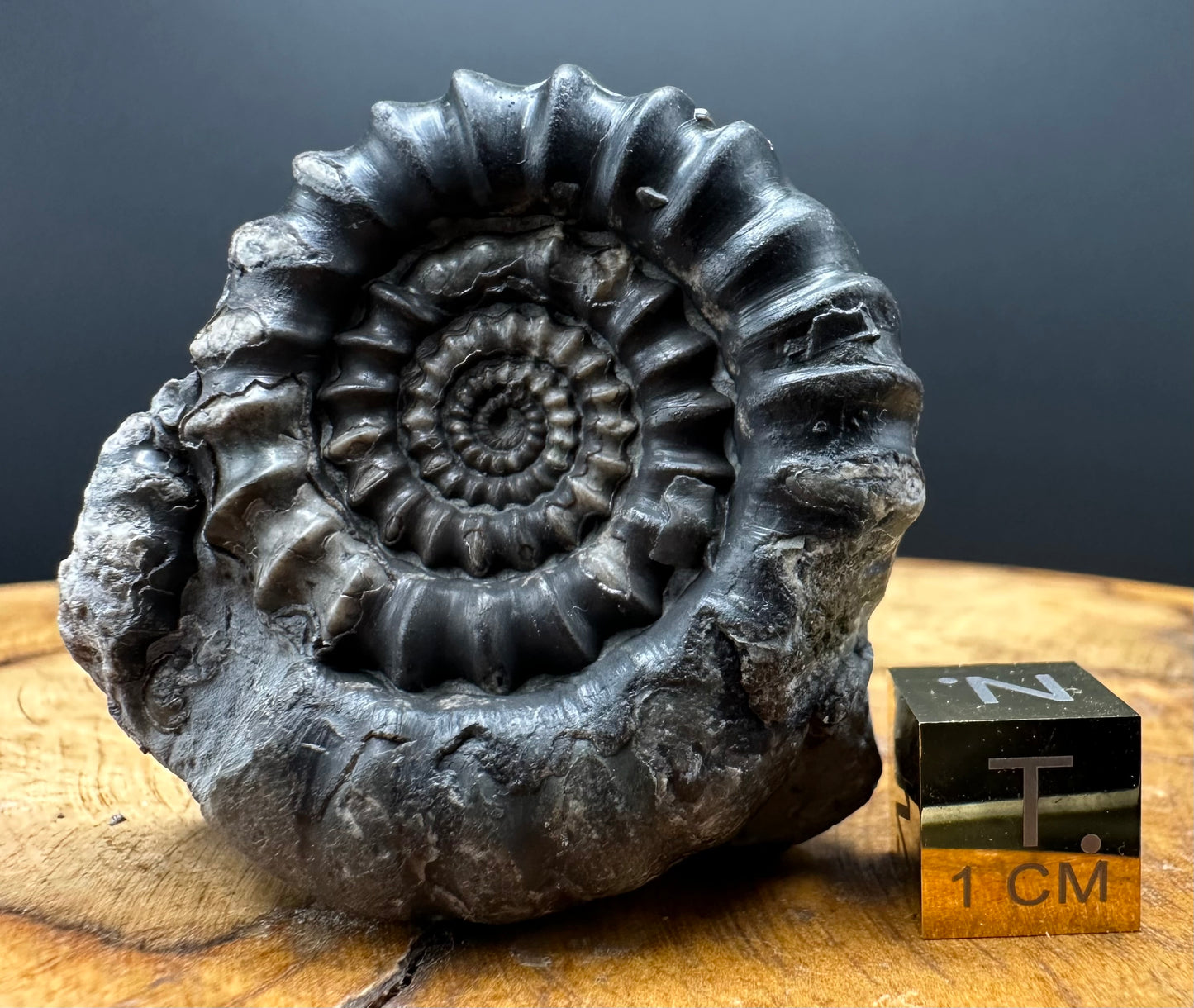 Gagaticeras Ammonite fossil with box and stand - Whitby, North Yorkshire Jurassic Coast Yorkshire Fossils