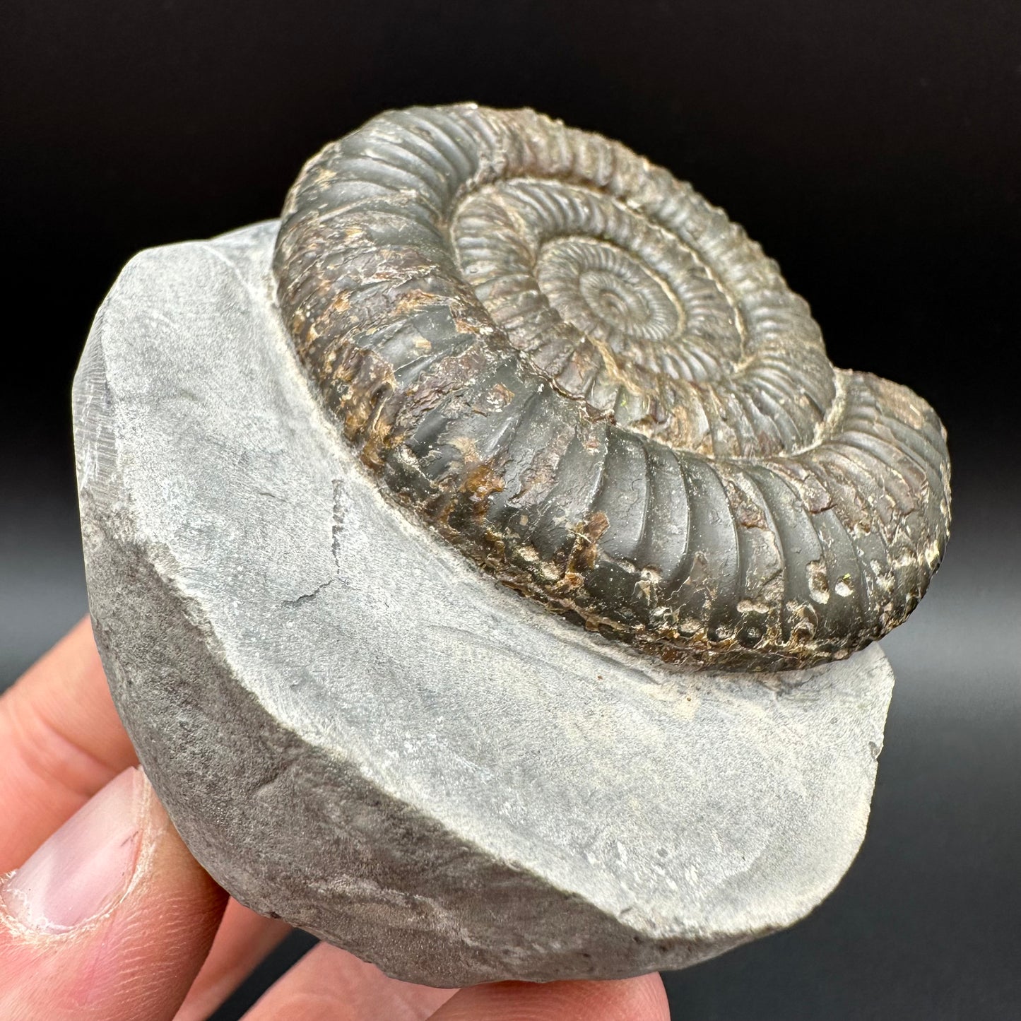 Dactylioceras Ammonite Fossil With Box And Stand - Whitby, North Yorkshire Jurassic Coast Yorkshire Fossils