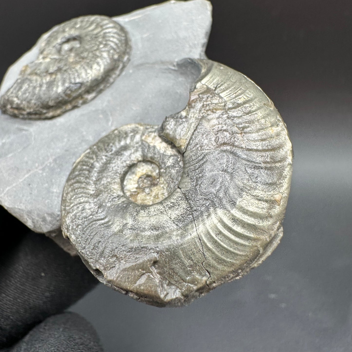 Golden Harpoceras Sp. Ammonite fossil with box and stand - Whitby, North Yorkshire Jurassic Coast Yorkshire Fossils
