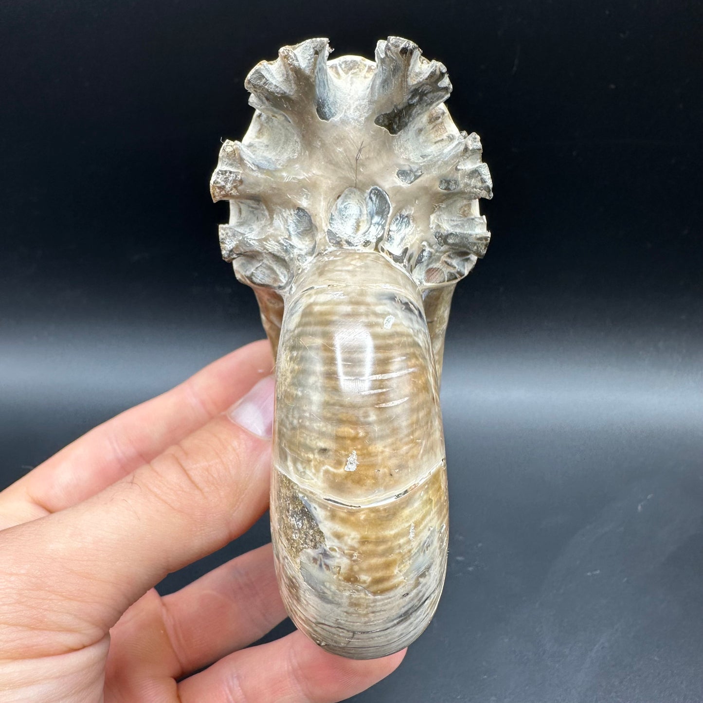 Puzosia Ammonite Fossil With Box And Stand - Cretaceous Ammonite Madagascar