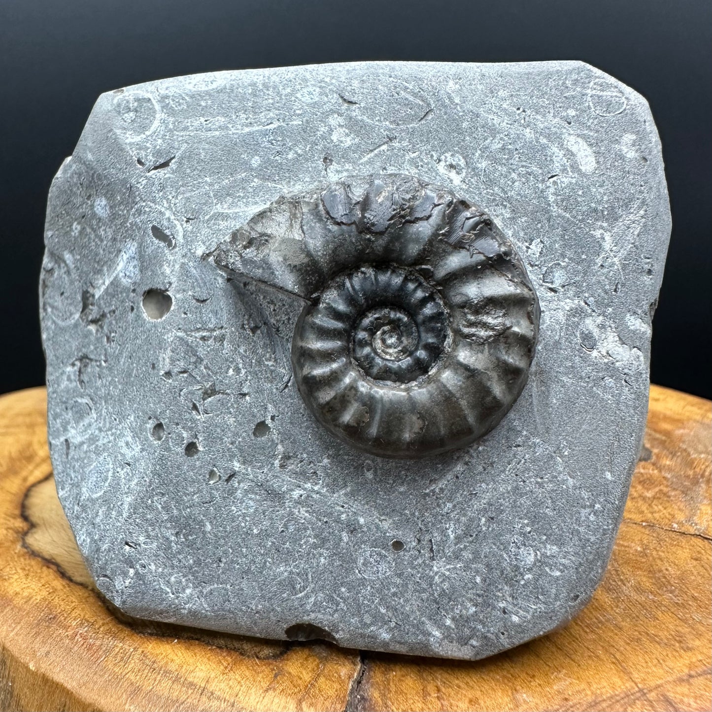 Eugassiceras Ammonite shell fossil with box and stand - Whitby, North Yorkshire Jurassic Coast Yorkshire Fossils