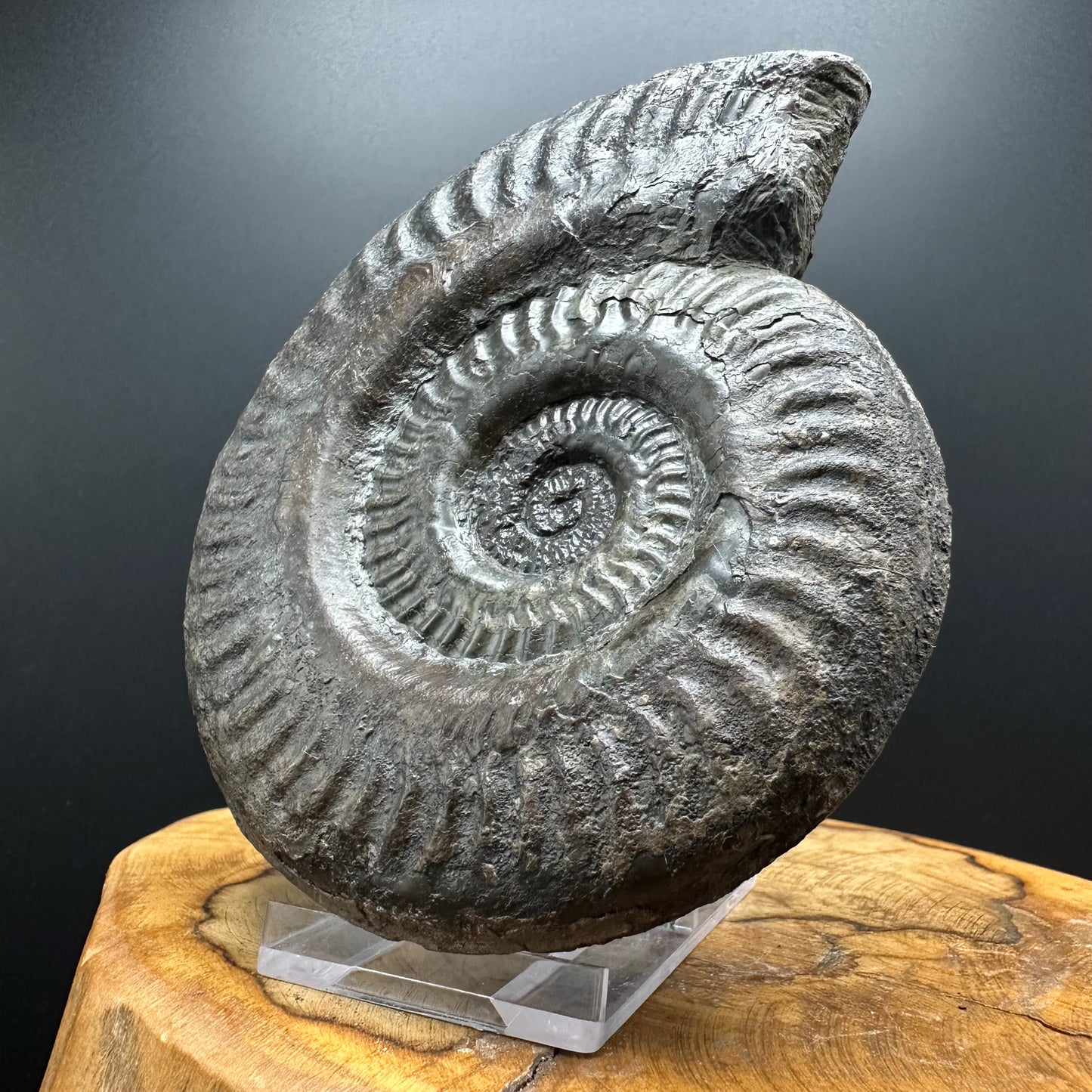 Hildoceras lusitanicum Ammonite fossil with stand - Whitby, North Yorkshire, Jurassic Coast, Yorkshire Fossils from the Jurassic Coast