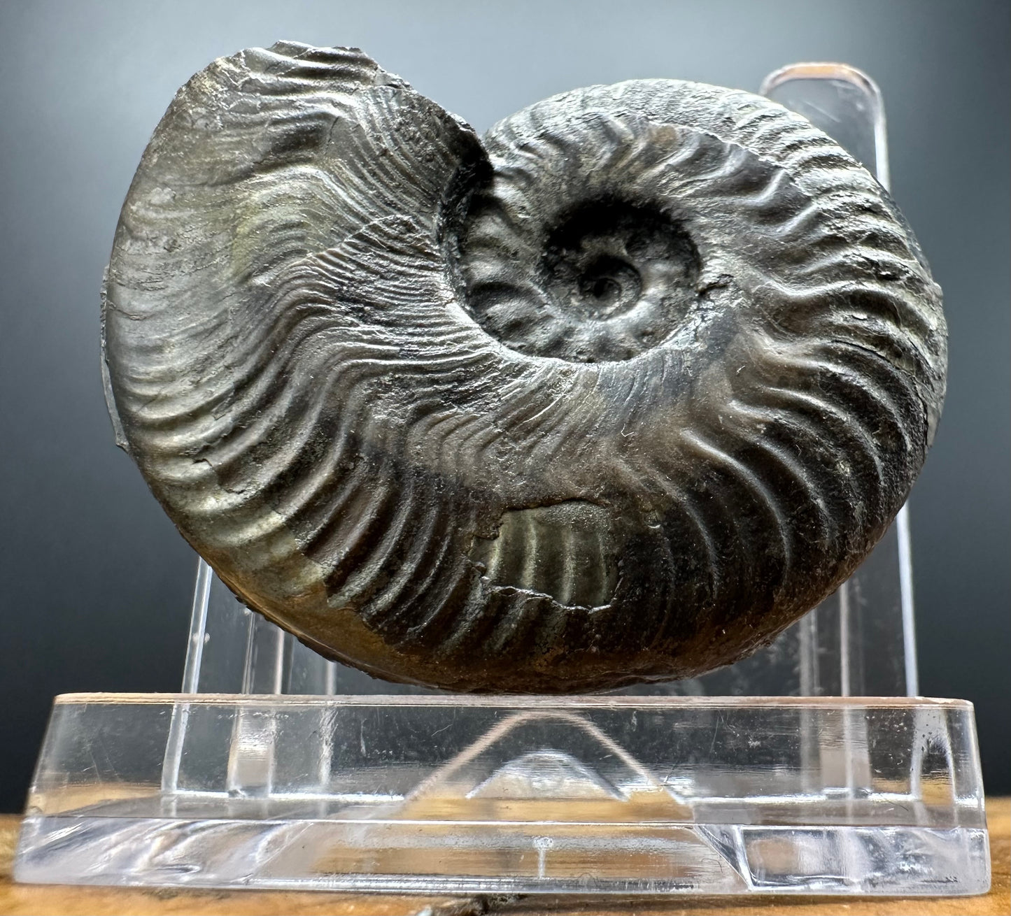 Golden Harpoceras Sp. Ammonite fossil with box and stand - Whitby, North Yorkshire Jurassic Coast Yorkshire Fossils