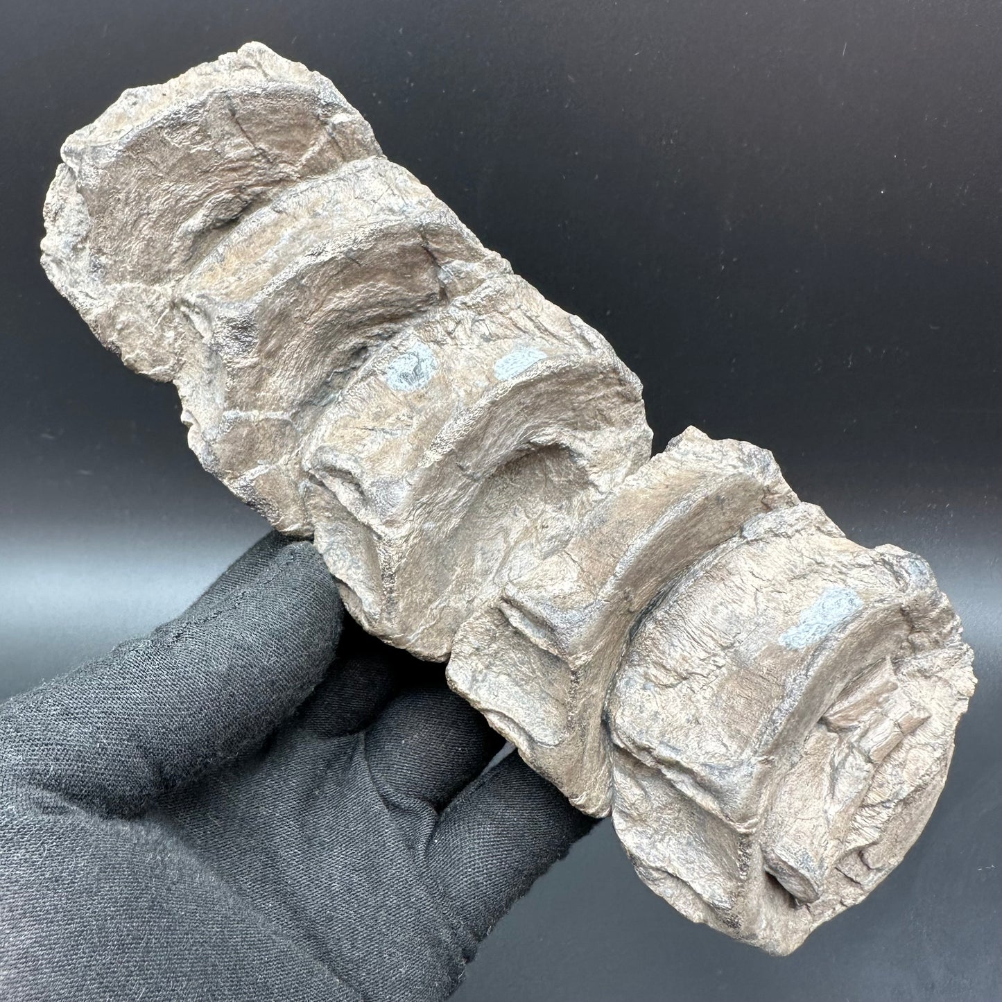 Ichthyosaur Vertebra fossil - Whitby, North Yorkshire Jurassic Coast, Yorkshire fossils