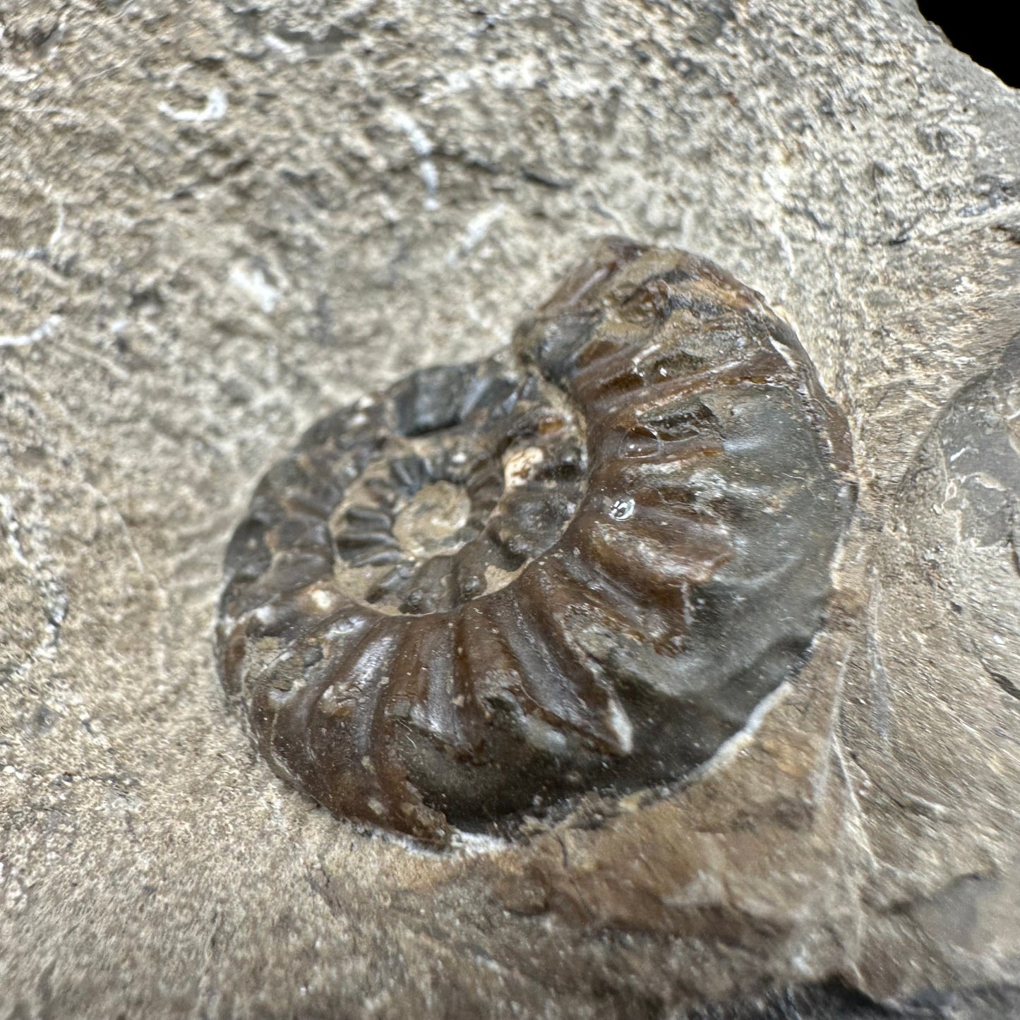 Amaltheus subnodosus Ammonite fossil with box and stand - Whitby, North Yorkshire Jurassic Coast Yorkshire Fossils
