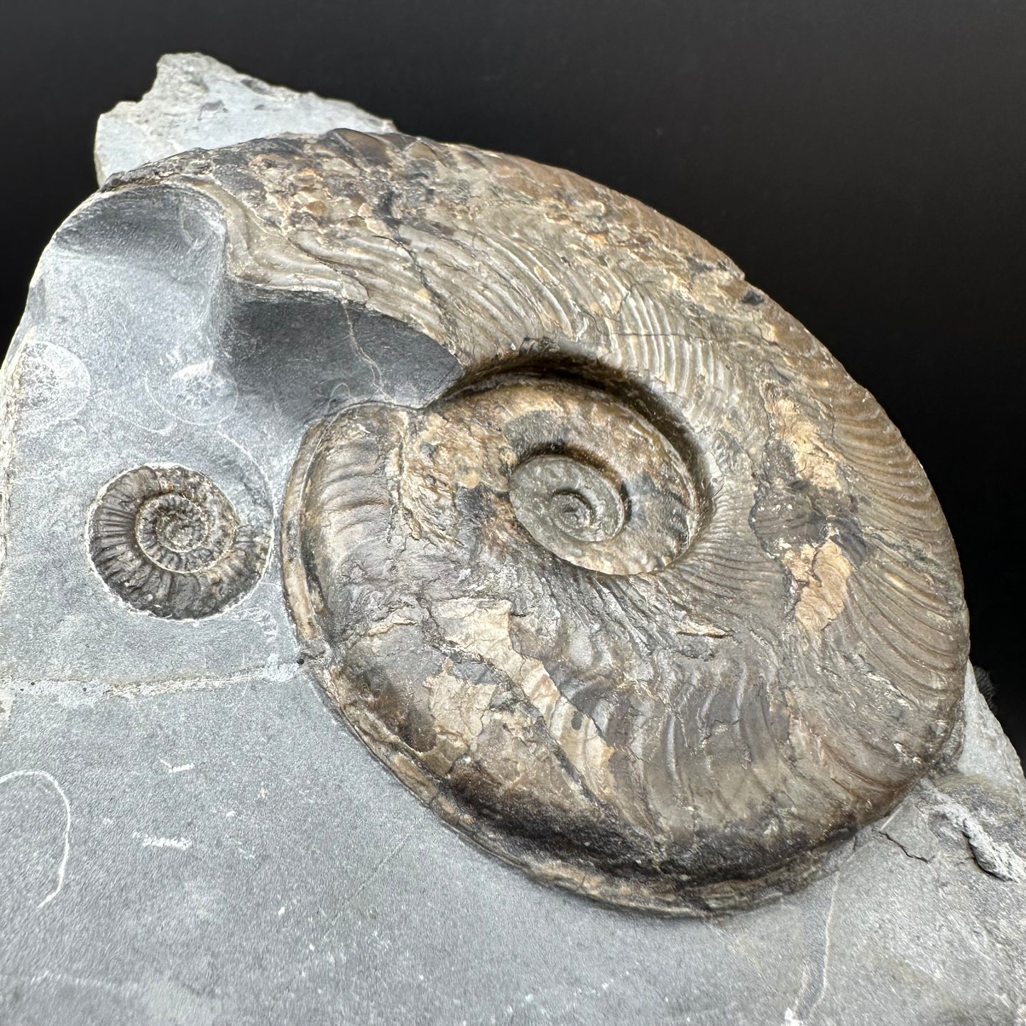 Harpoceras Sp. Ammonite fossil with stand - Whitby, North Yorkshire Jurassic Coast Yorkshire Fossils
