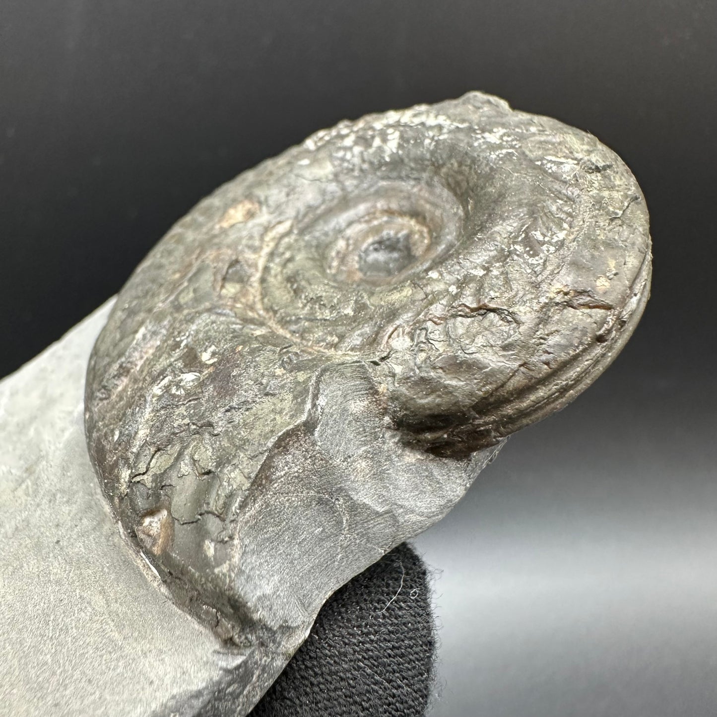 Hildoceras semipolitum Ammonite fossil with box and stand - Whitby, North Yorkshire Jurassic Coast, Yorkshire Fossils from the Jurassic Coast