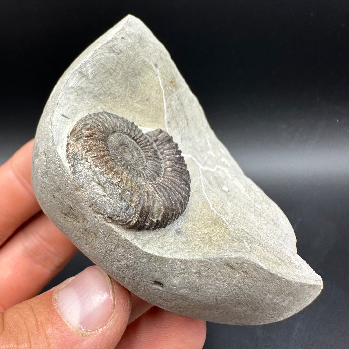 Dactylioceras Ammonite Fossil With Box And Stand - Whitby, North Yorkshire Jurassic Coast Yorkshire Fossils