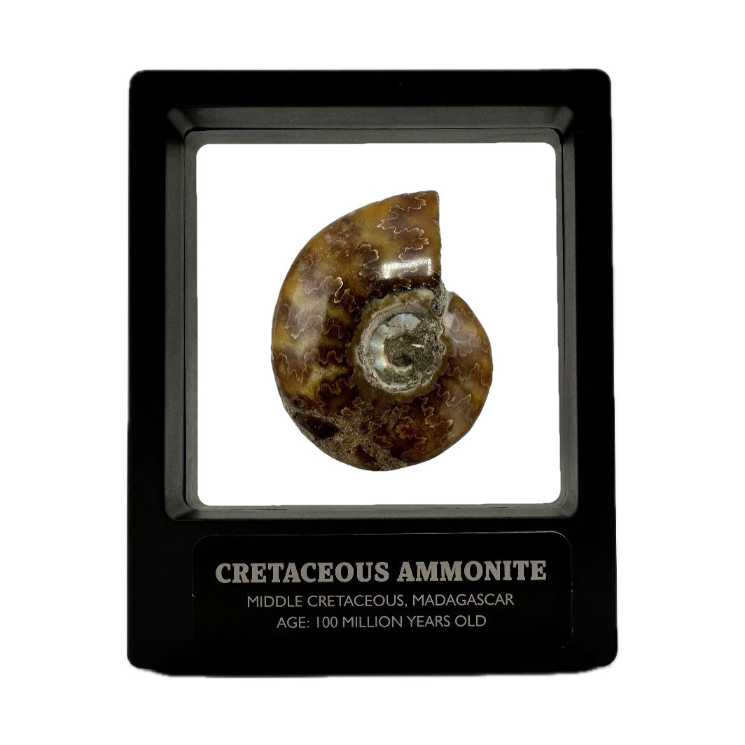 Polished Madagascan Ammonite Fossil With Box And Display Case - Cretaceous Ammonite Fossil