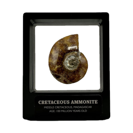 Polished Madagascan Ammonite Fossil With Box And Display Case - Cretaceous Ammonite Fossil Madagascar