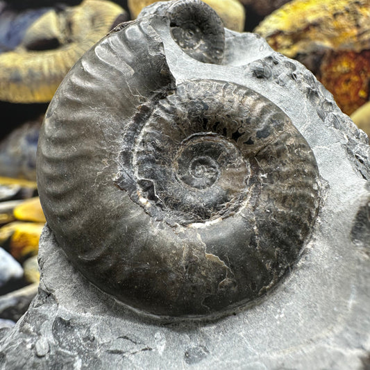 Grammoceras thoaurense ammonite shell fossil - Whitby, North Yorkshire