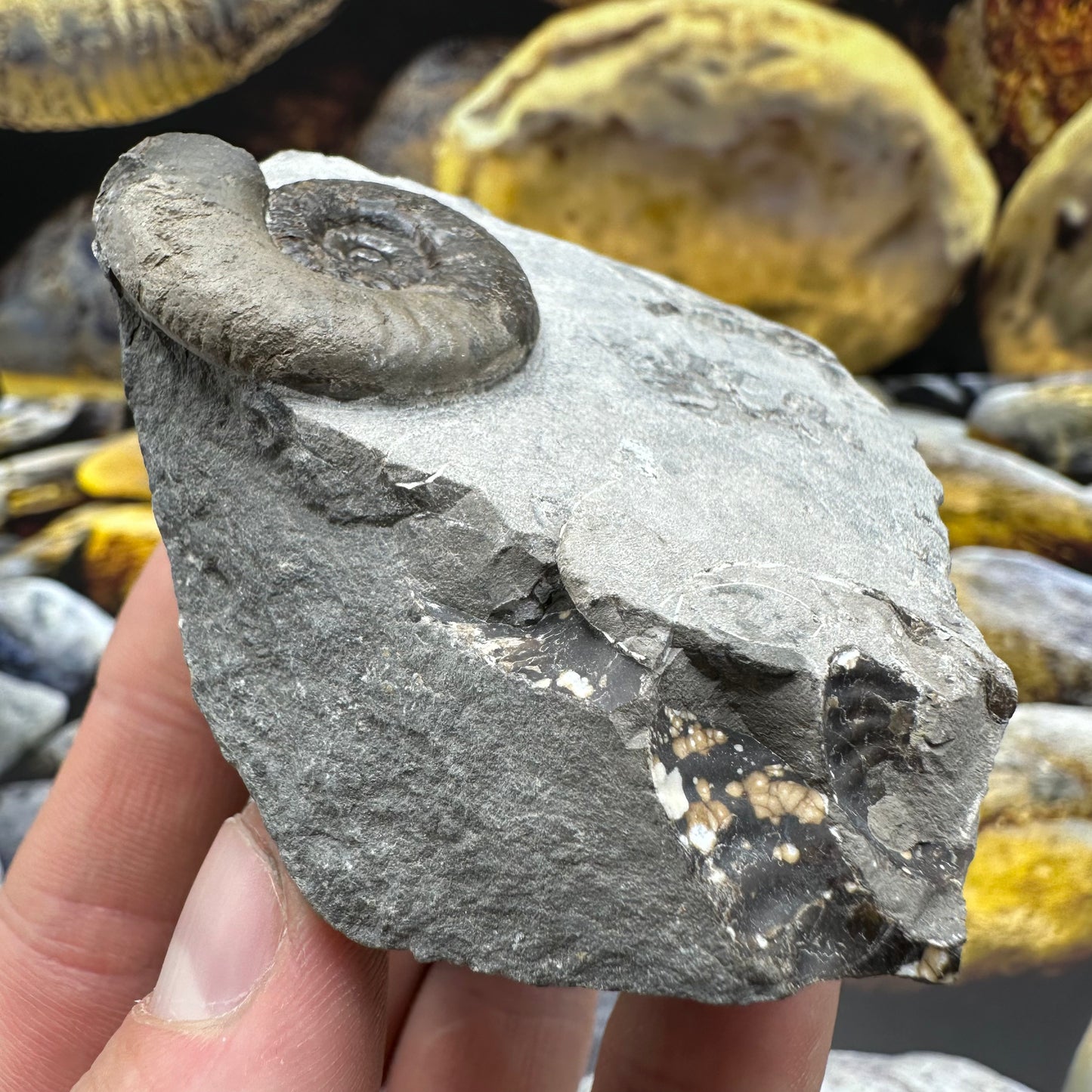 Grammoceras thoaurense ammonite shell fossil - Whitby, North Yorkshire