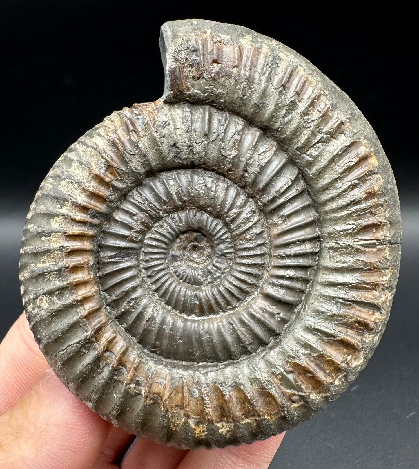 Dactylioceras Ammonite Fossil With Box And Stand - Whitby, North Yorkshire Jurassic Coast Yorkshire Fossils