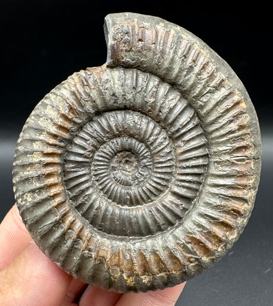 Dactylioceras Ammonite Fossil With Box And Stand - Whitby, North Yorkshire Jurassic Coast Yorkshire Fossils