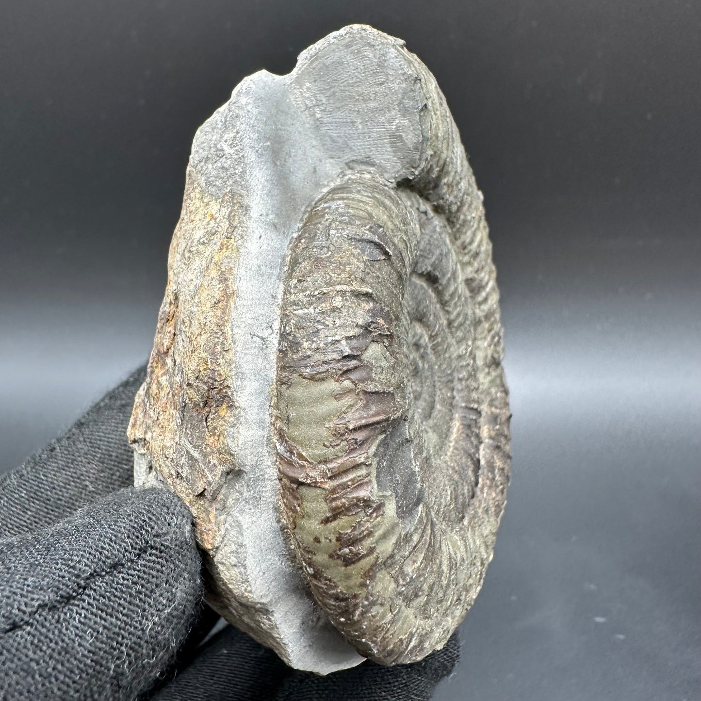Dactylioceras Ammonite Fossil With Box And Stand - Whitby, North Yorkshire Jurassic Coast Yorkshire Fossils