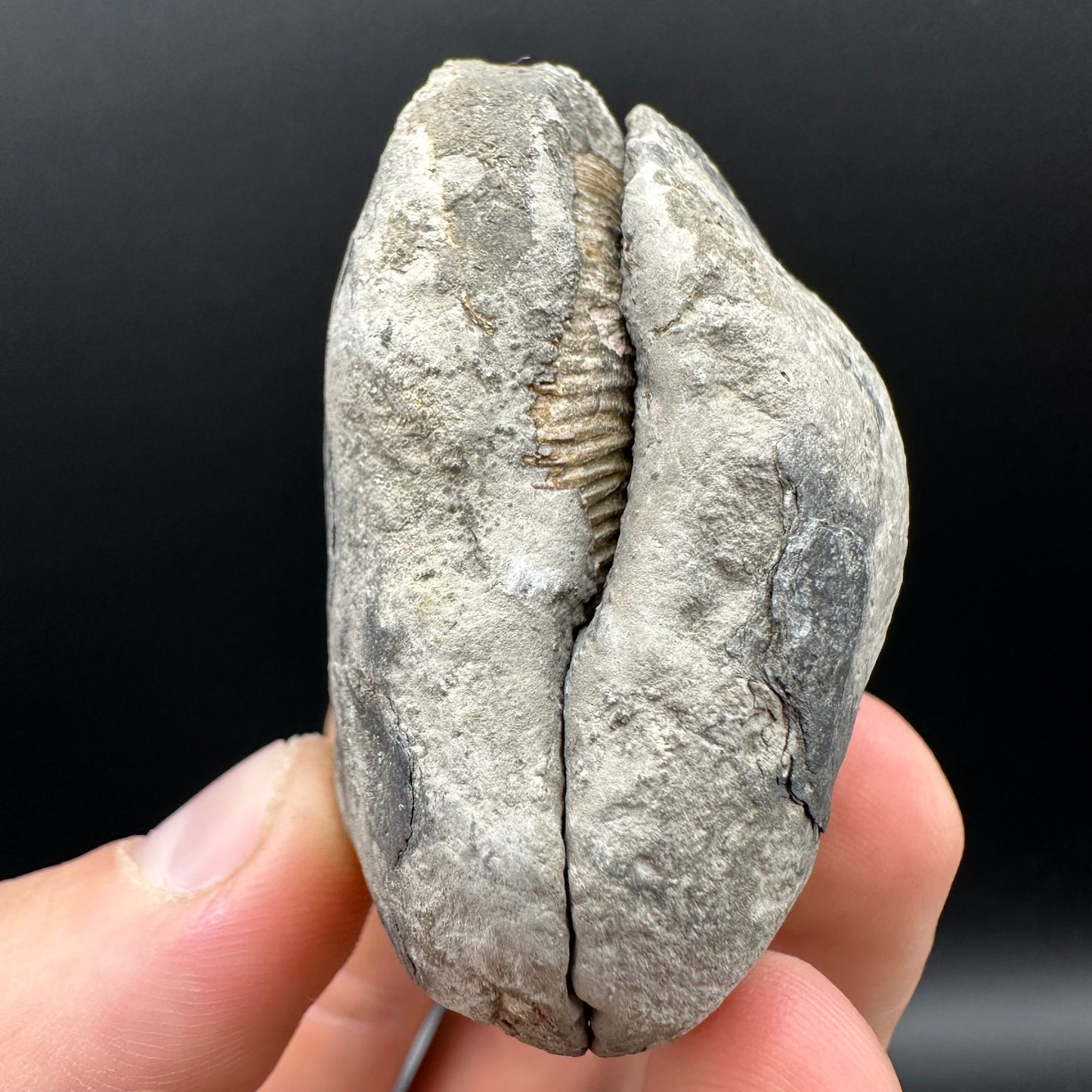 Dactylioceras Ammonite nodule (split pair) Fossil With Box And Stand - Whitby, North Yorkshire Jurassic Coast Yorkshire Fossils