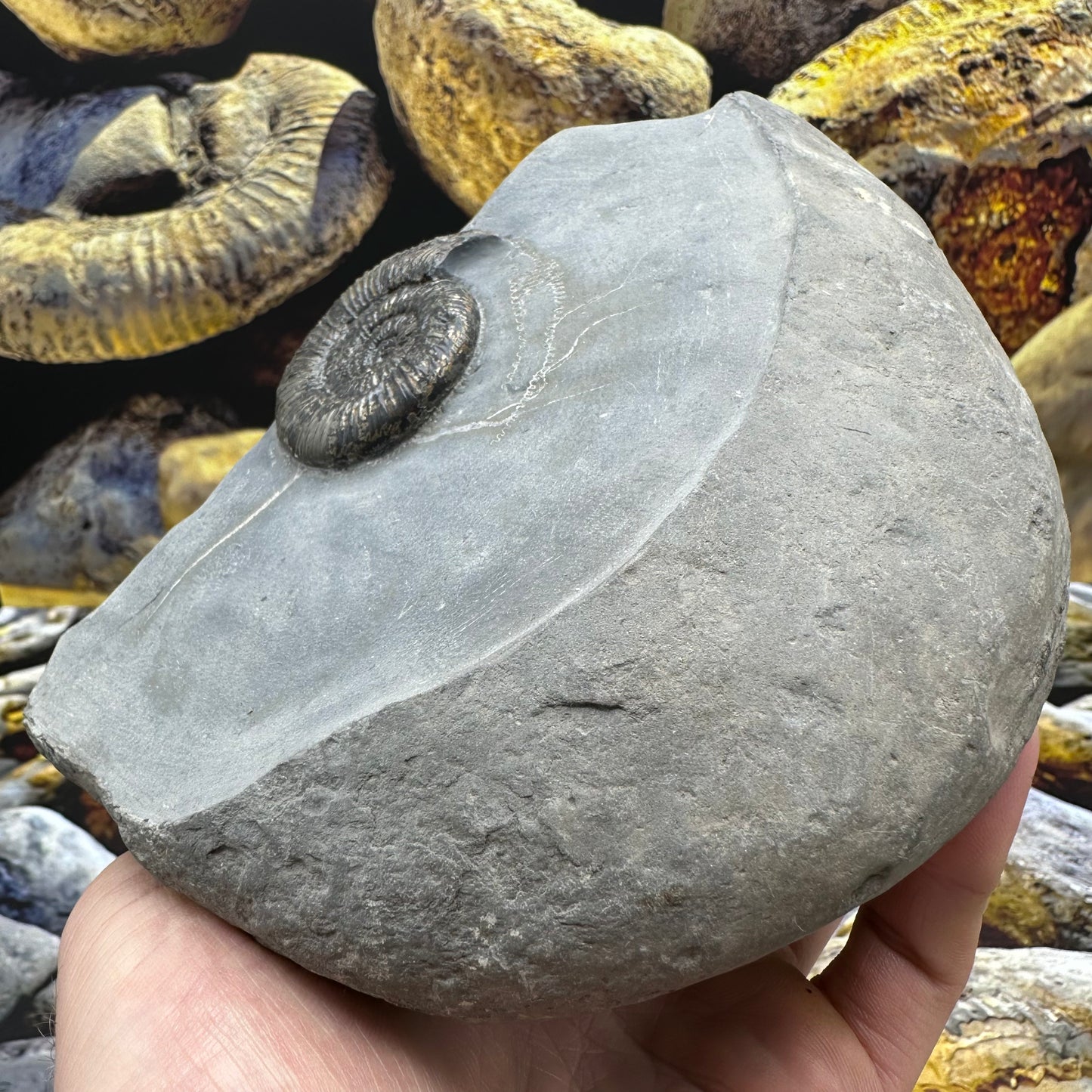Dactylioceras semicelatum ammonite fossil - Whitby, North Yorkshire Jurassic Coast