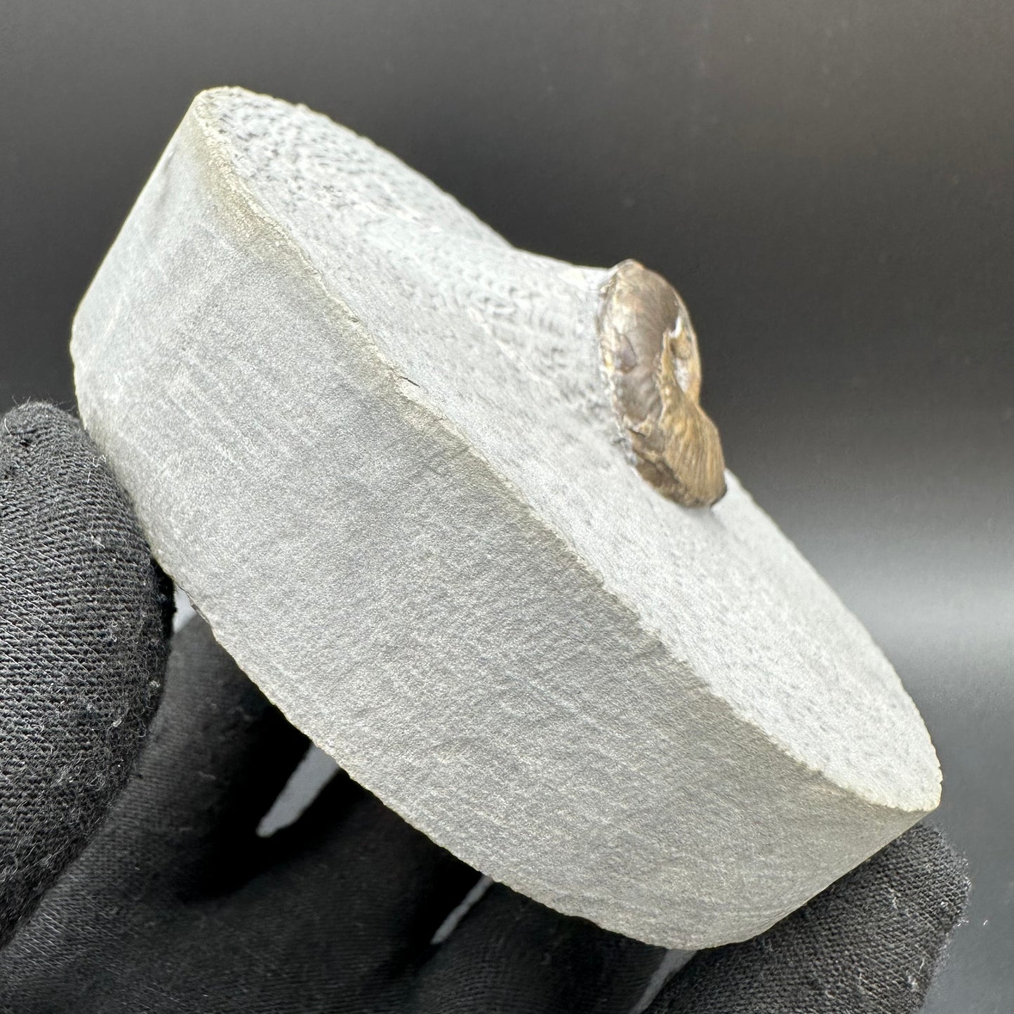 Eleganticeras Elegantulum ammonite with box and stand - Whitby, North Yorkshire Jurassic Coast, Yorkshire Fossils