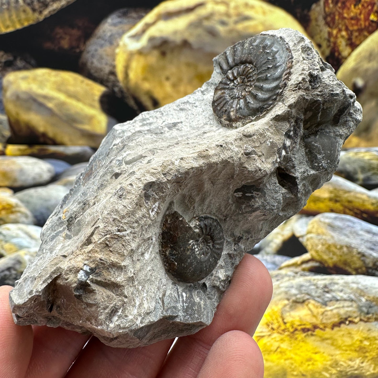 Amaltheus striatus ammonite fossil - Whitby, North Yorkshire