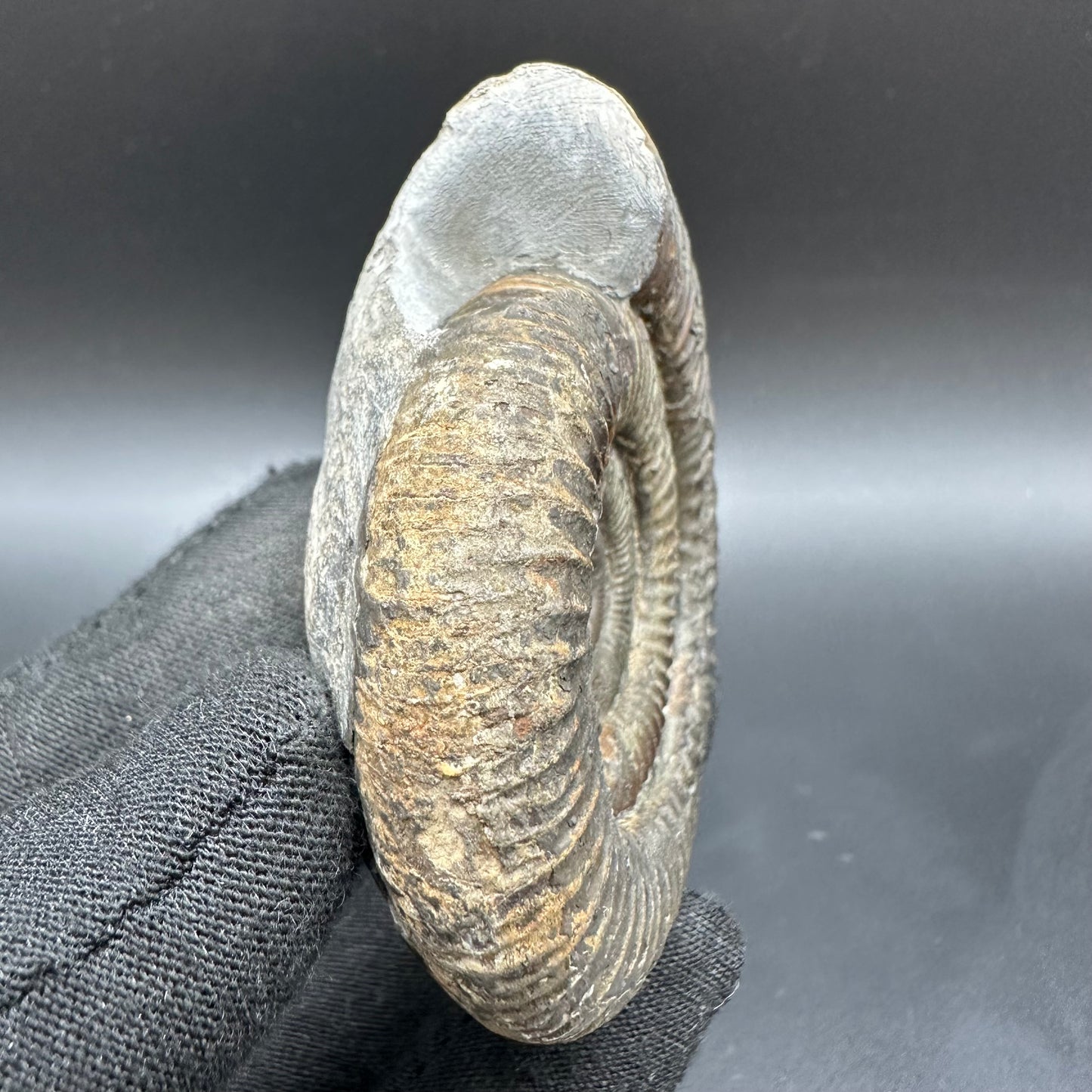 Dactylioceras Ammonite Fossil With Box And Stand - Whitby, North Yorkshire Jurassic Coast Yorkshire Fossils