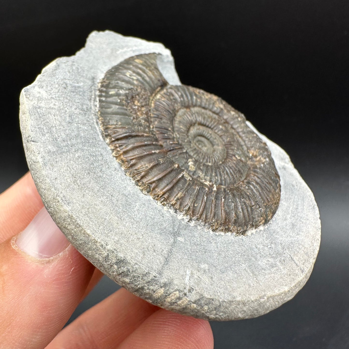 Dactylioceras Ammonite Fossil With Box And Stand - Whitby, North Yorkshire Jurassic Coast Yorkshire Fossils
