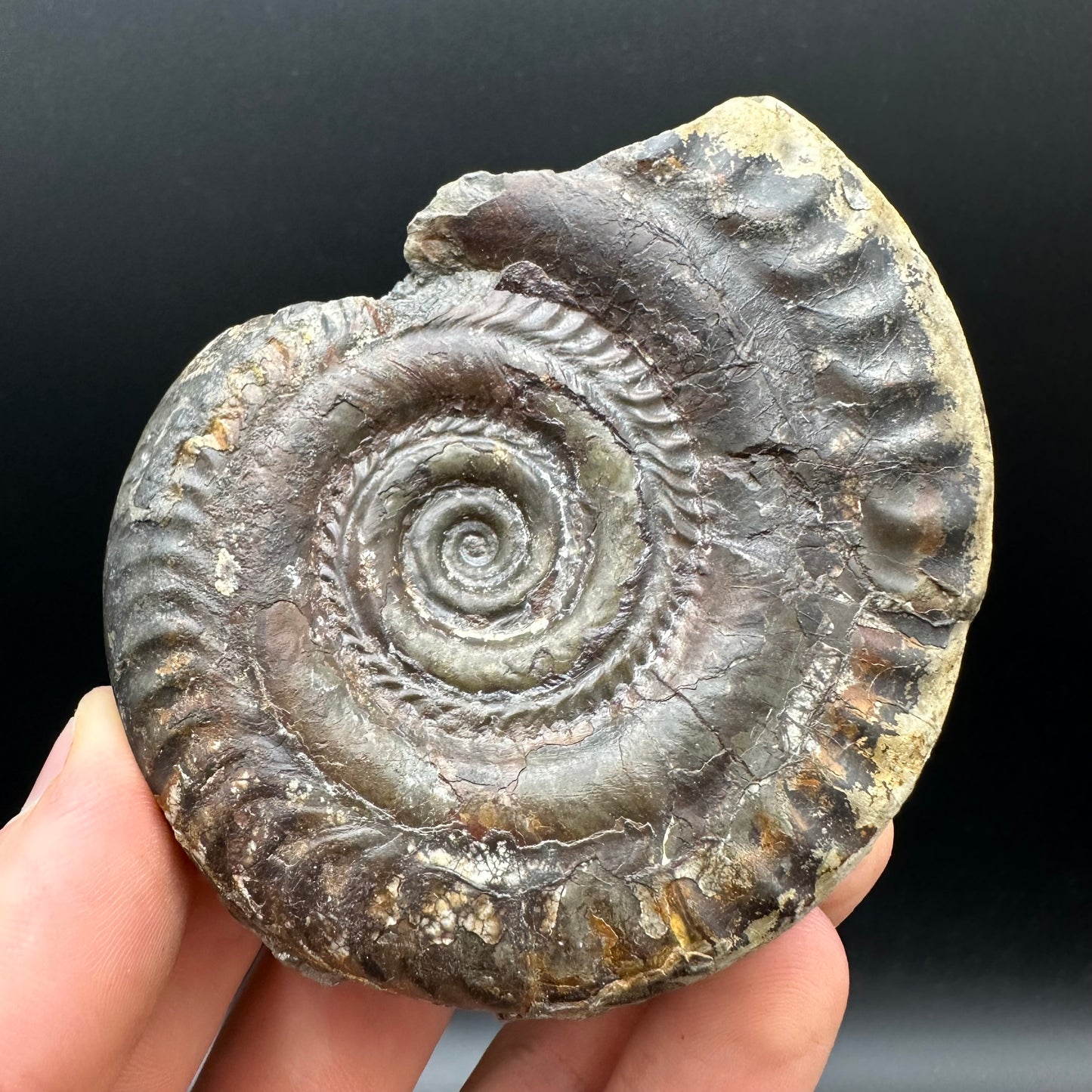 Hildoceras bifrons Ammonite Nodule (split pair) Fossil With Box And Stand - Whitby, North Yorkshire Jurassic Coast Yorkshire Fossils