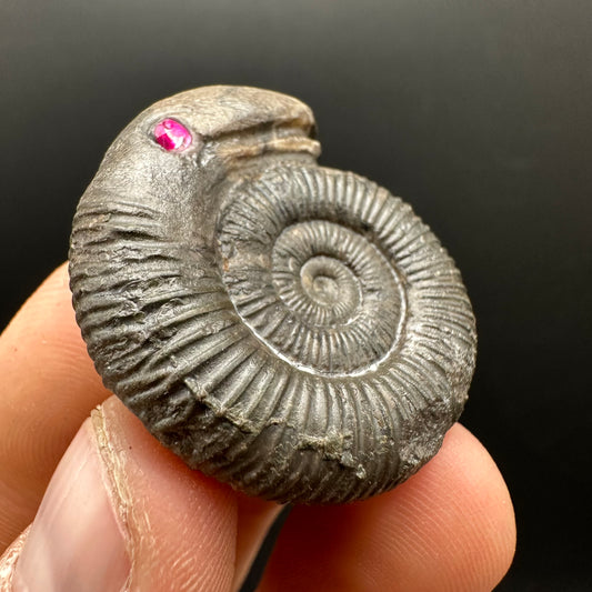 Snakestone Ammonite Fossil With Bag/Box And Stand - Whitby, North Yorkshire Jurassic Coast Yorkshire Fossils