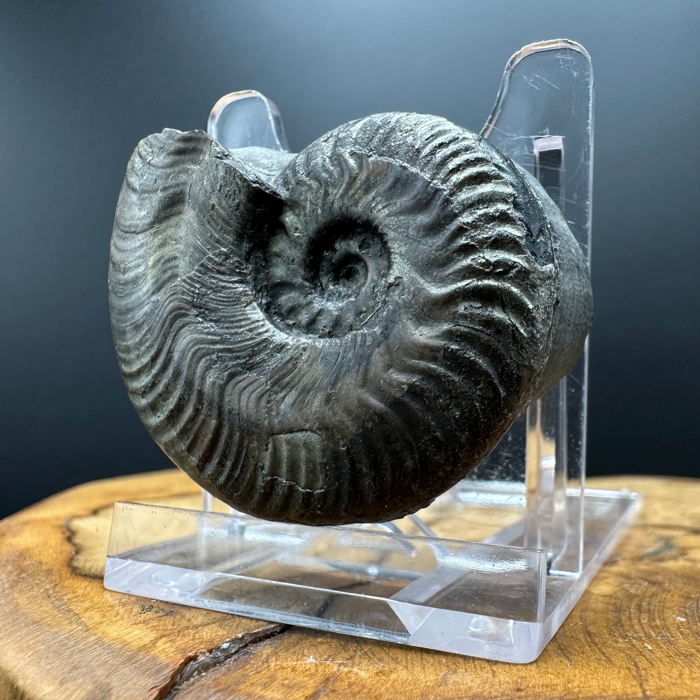 Golden Harpoceras Sp. Ammonite fossil with box and stand - Whitby, North Yorkshire Jurassic Coast Yorkshire Fossils