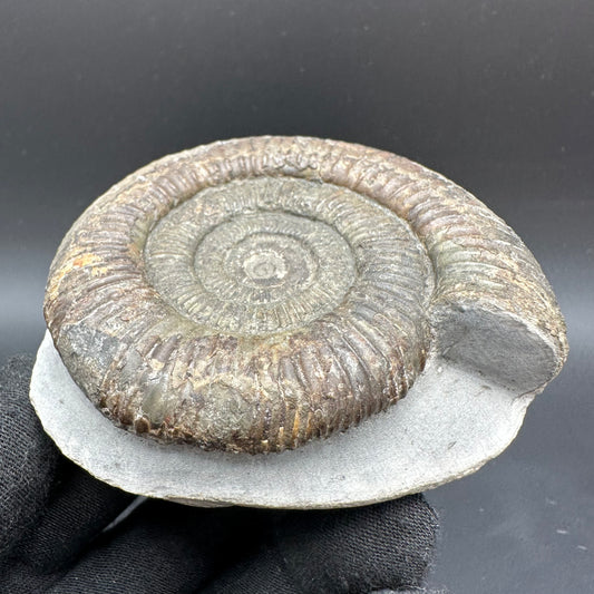 Dactylioceras Ammonite Fossil With Box And Stand - Whitby, North Yorkshire Jurassic Coast Yorkshire Fossils