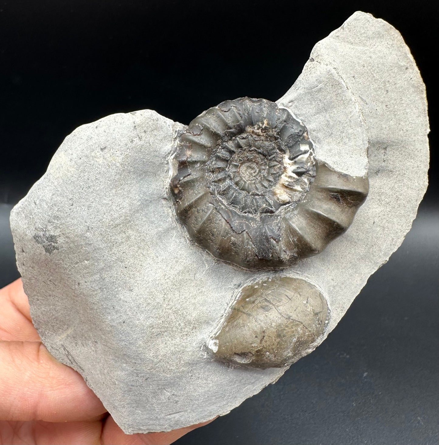 Androgynoceras maculatum ammonite fossil with box and stand - Whitby, North Yorkshire Jurassic Coast Yorkshire Fossils