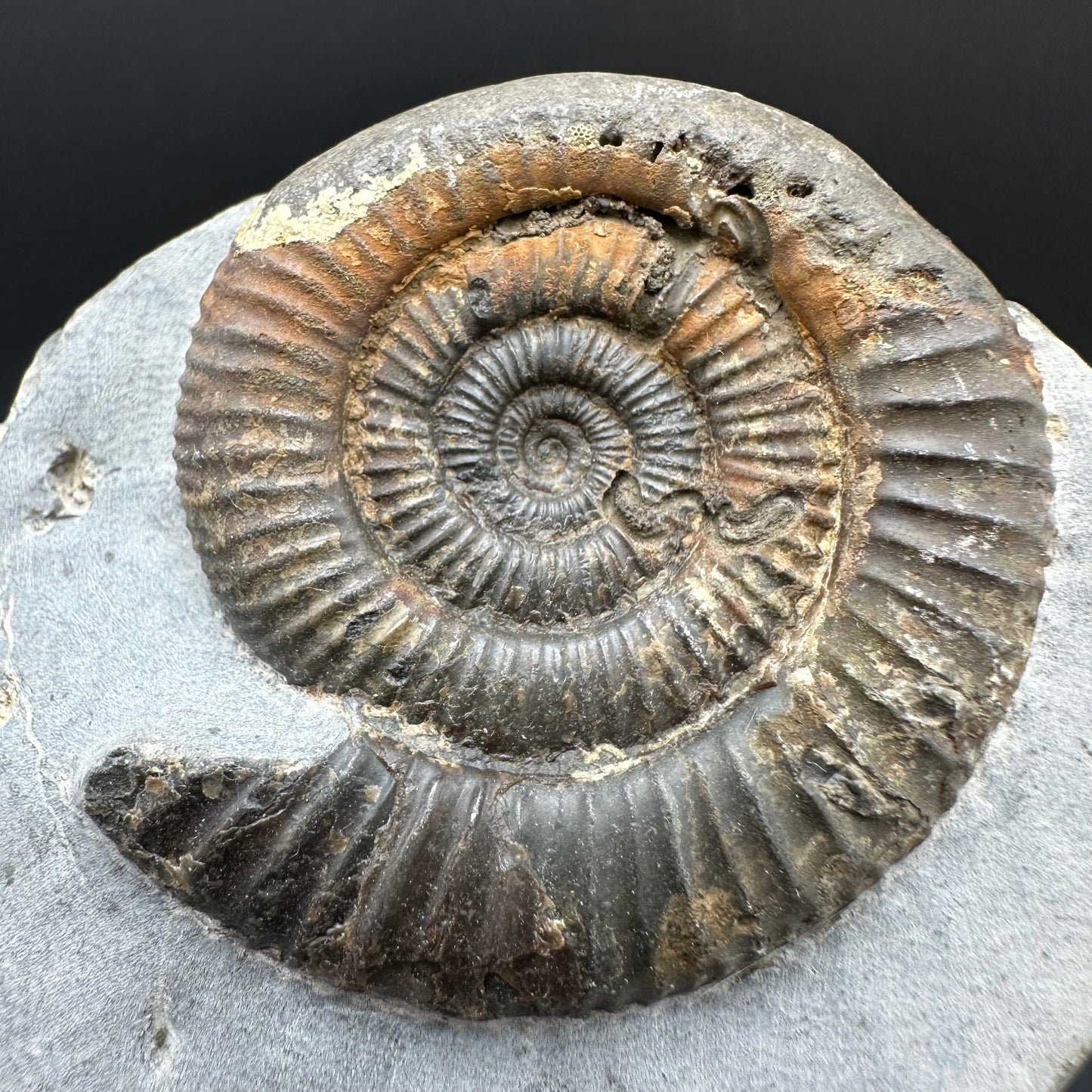 Dactylioceras Ammonite Fossil With Box And Stand - Whitby, North Yorkshire Jurassic Coast Yorkshire Fossils