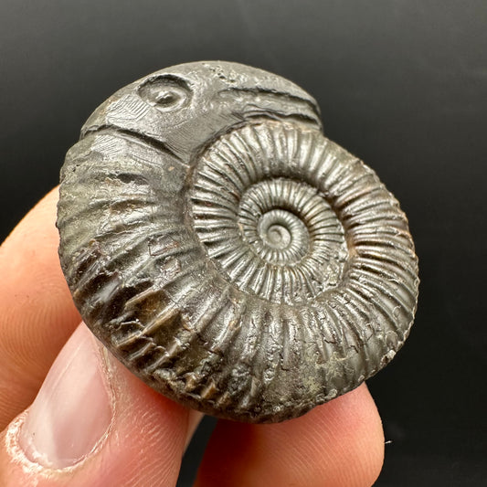 Snakestone Ammonite Fossil With Bag/Box And Stand - Whitby, North Yorkshire Jurassic Coast Yorkshire Fossils