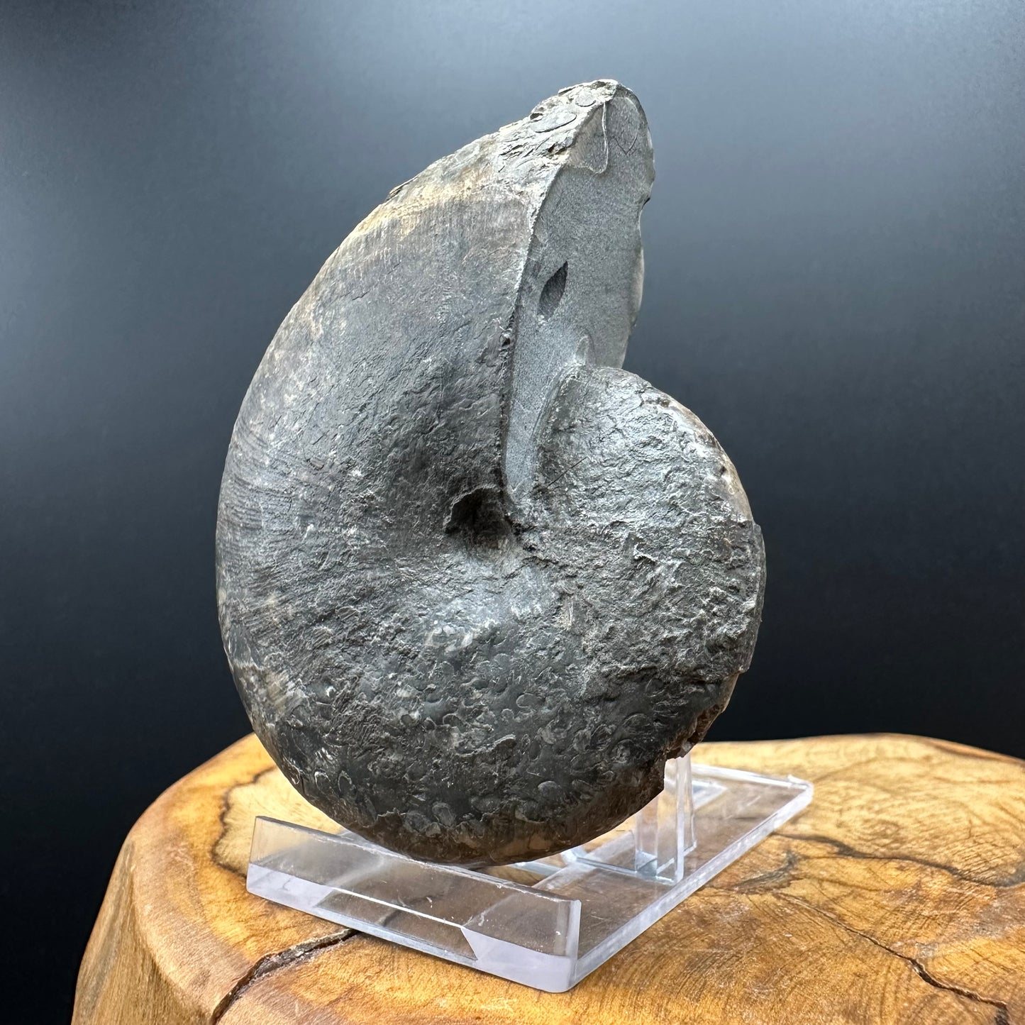Phylloceras ammonite fossil with box and stand - Whitby, North Yorkshire Jurassic Coast, Yorkshire fossils