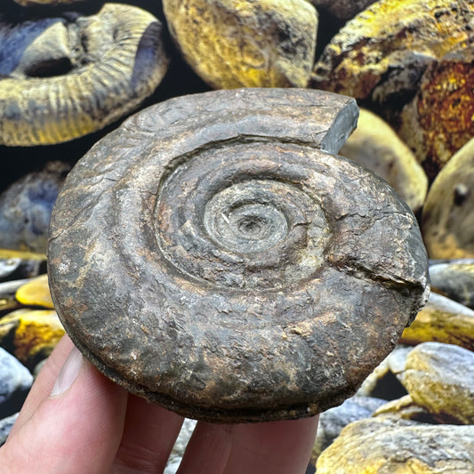 Hildoceras lusitanicum ammonite fossil - Whitby, North Yorkshire Jurassic Coast, Yorkshire Fossils