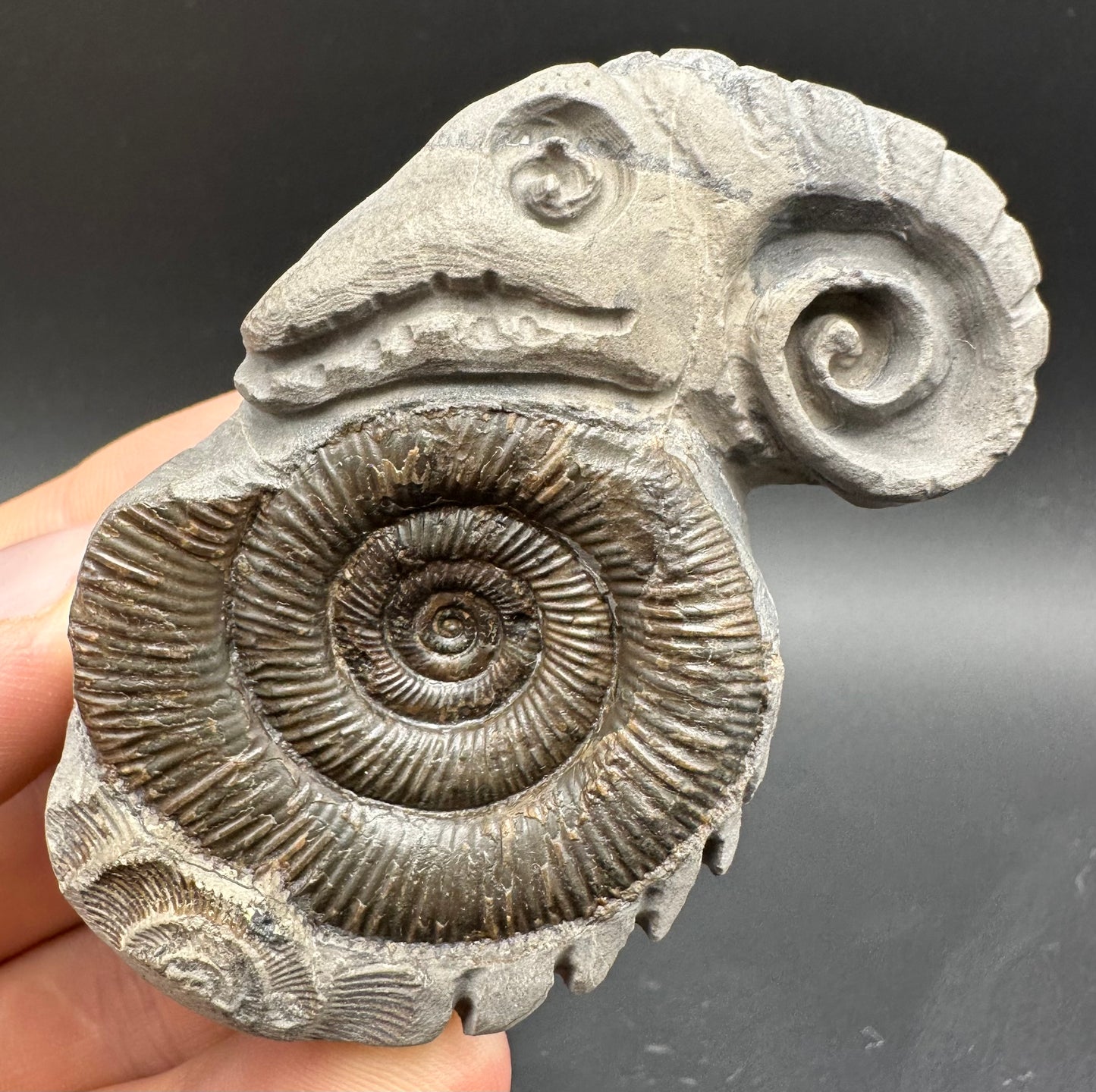 ‘Rammonite’ Snakestone Ammonite Fossil With Bag/Box And Stand - Whitby, North Yorkshire Jurassic Coast Yorkshire Fossils by