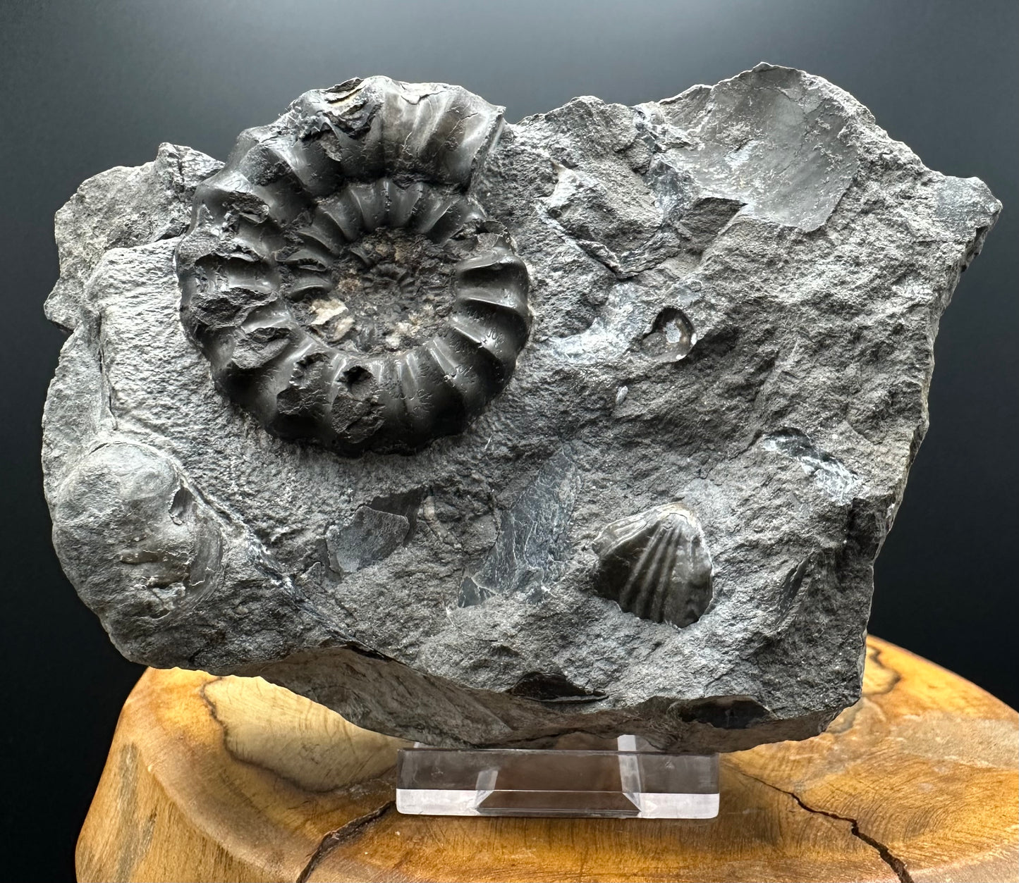Androgynoceras maculatum ammonite fossil with box and stand - Whitby, North Yorkshire Jurassic Coast Yorkshire Fossils