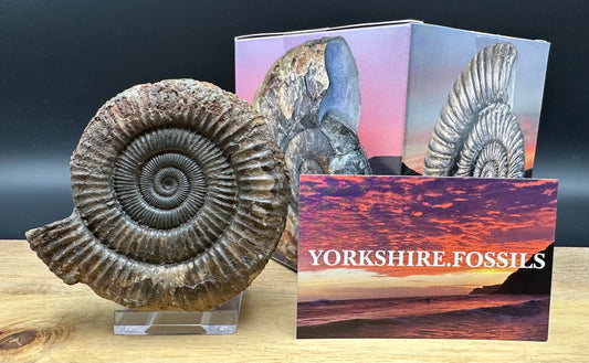 Dactylioceras Ammonite Fossil With box and Stand - Whitby, North Yorkshire Jurassic Coast Yorkshire Fossils