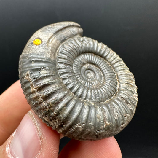 Snakestone Ammonite Fossil With Bag/Box And Stand - Whitby, North Yorkshire Jurassic Coast Yorkshire Fossils