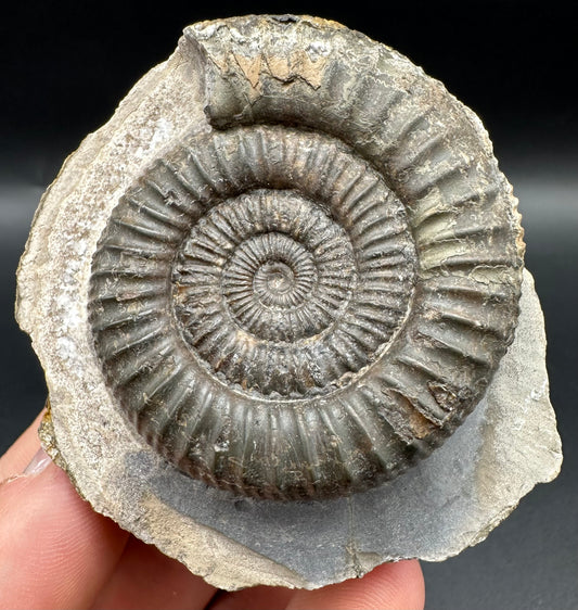 Dactylioceras Ammonite Fossil With Box And Stand - Whitby, North Yorkshire Jurassic Coast Yorkshire Fossils
