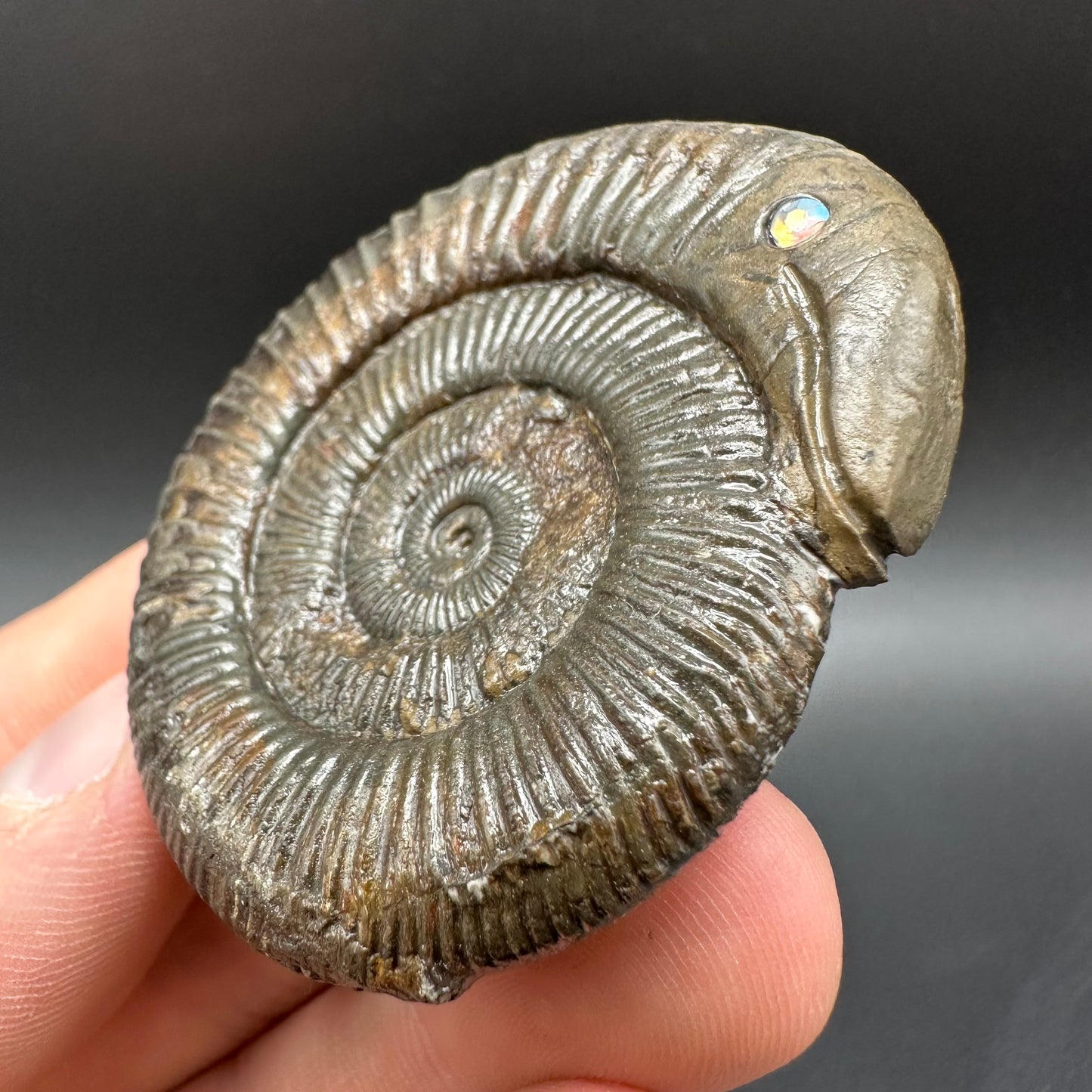 Snakestone Ammonite Fossil With Bag/Box And Stand - Whitby, North Yorkshire Jurassic Coast Yorkshire Fossils