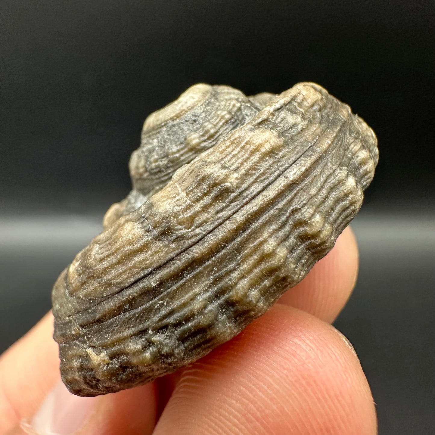 Gastropod Shell Fossil With Box And Stand - Whitby, North Yorkshire, Jurassic Coast, Yorkshire Fossils
