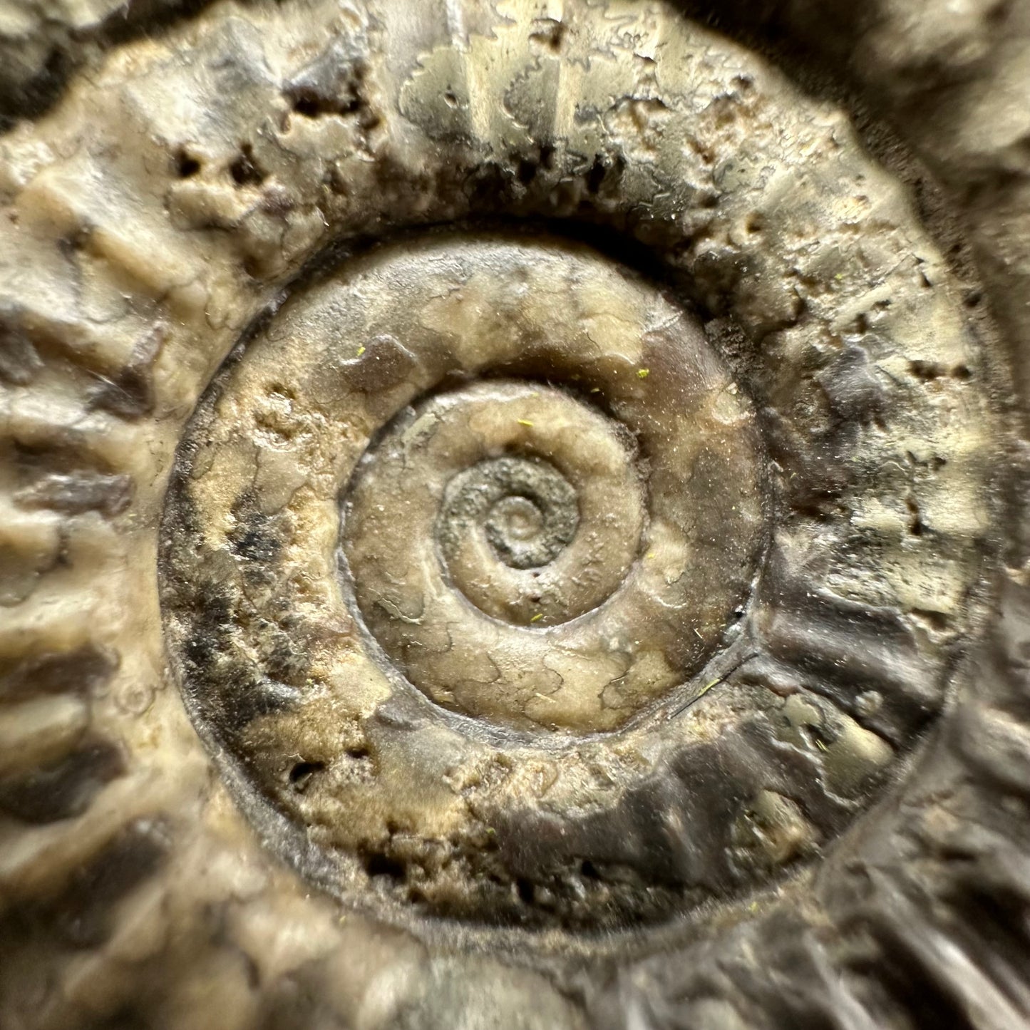 Arnioceras ammonite shell fossil with box and stand - Whitby, North Yorkshire Jurassic Coast Yorkshire Fossils