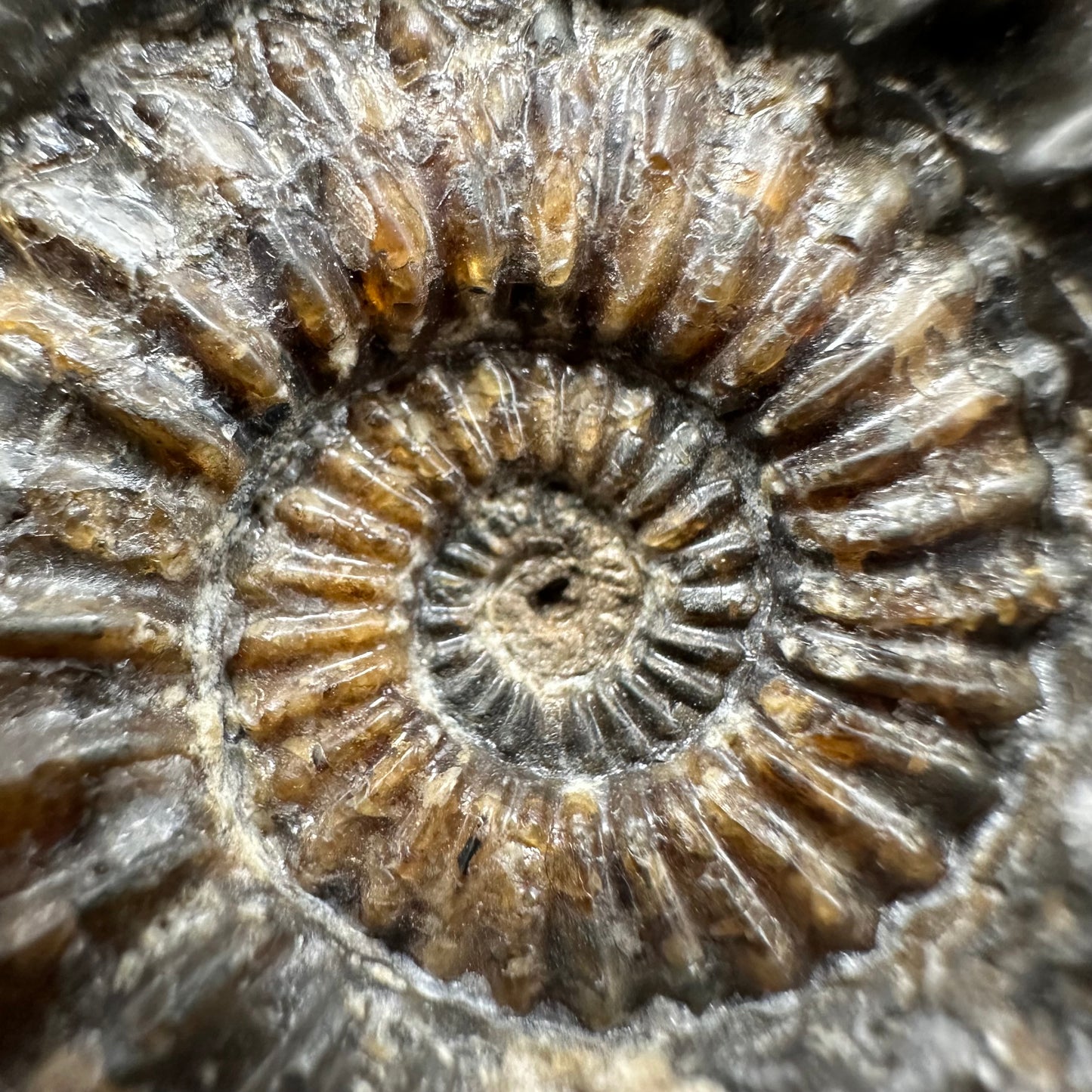 Pleuroceras paucicostatum ammonite fossil with box and stand - Whitby, North Yorkshire Jurassic Coast Yorkshire Fossils