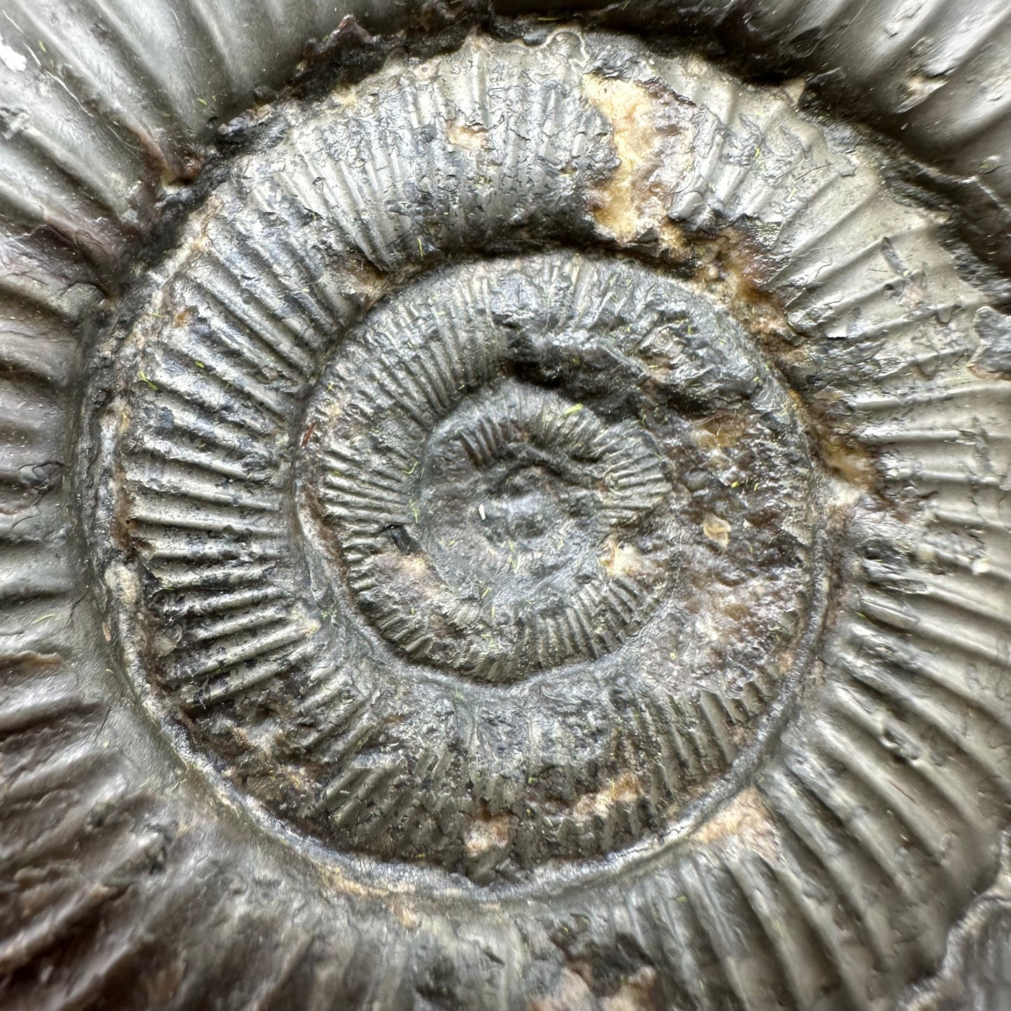 Peronoceras fibulatum Ammonite fossil with box and stand - Whitby, North Yorkshire Jurassic Coast Yorkshire Fossils